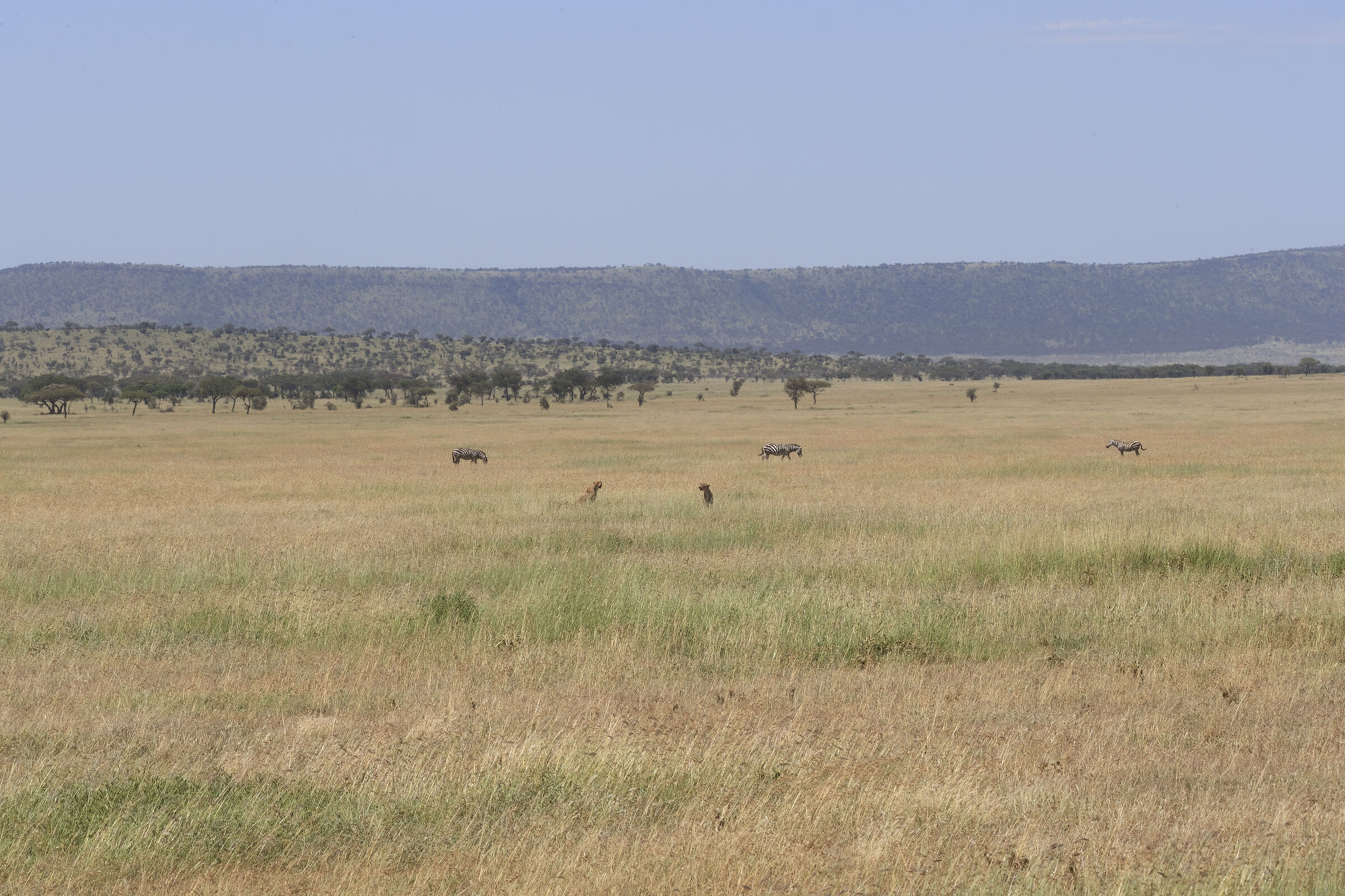 Serengeti