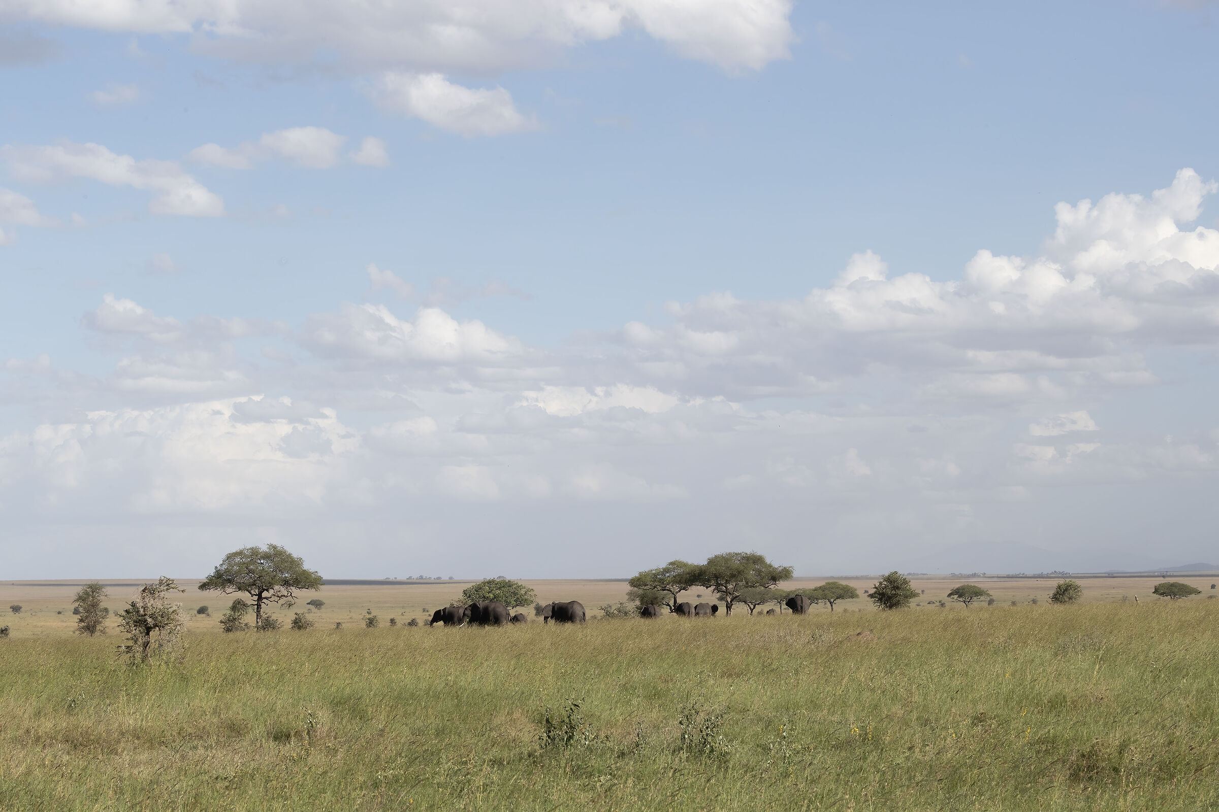 Serengeti, Seronera