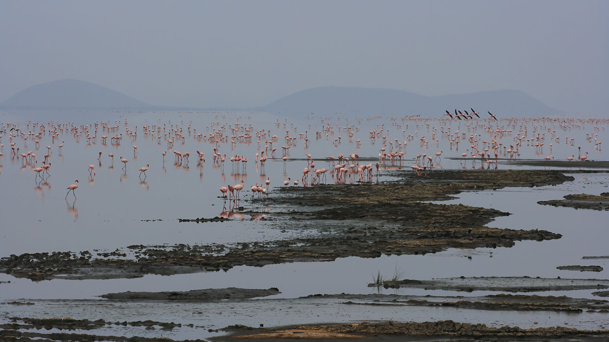 Flamingos of Lake Manyara