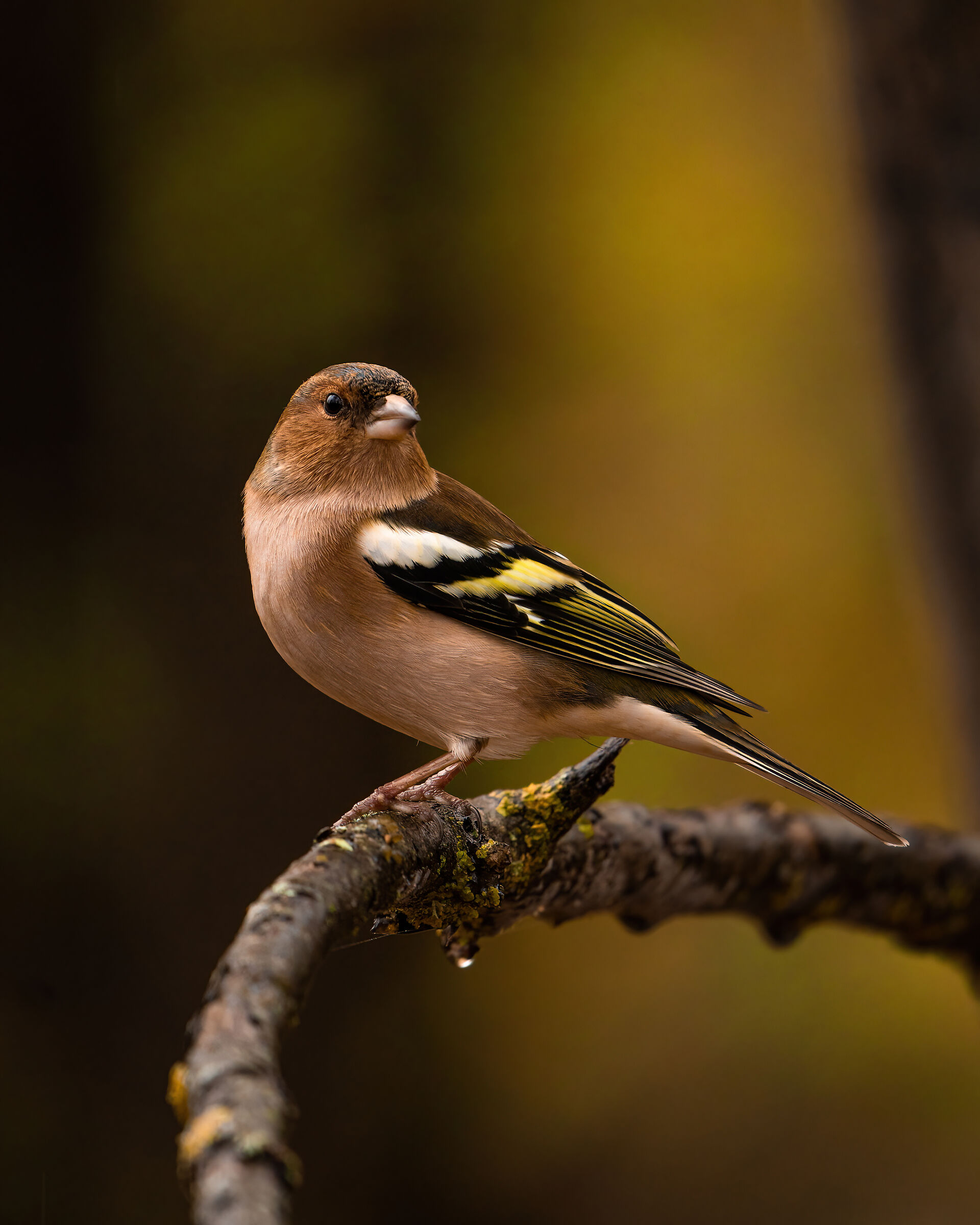 Chaffinch on branch