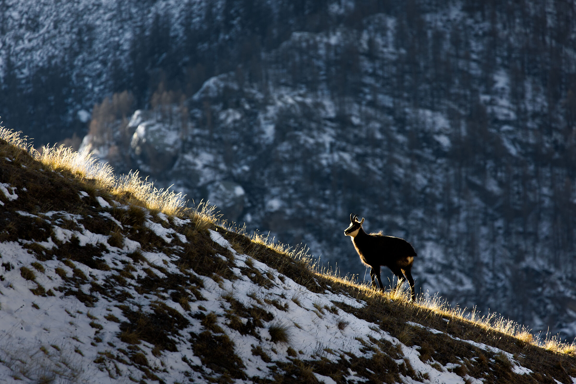 Suede in golden hours