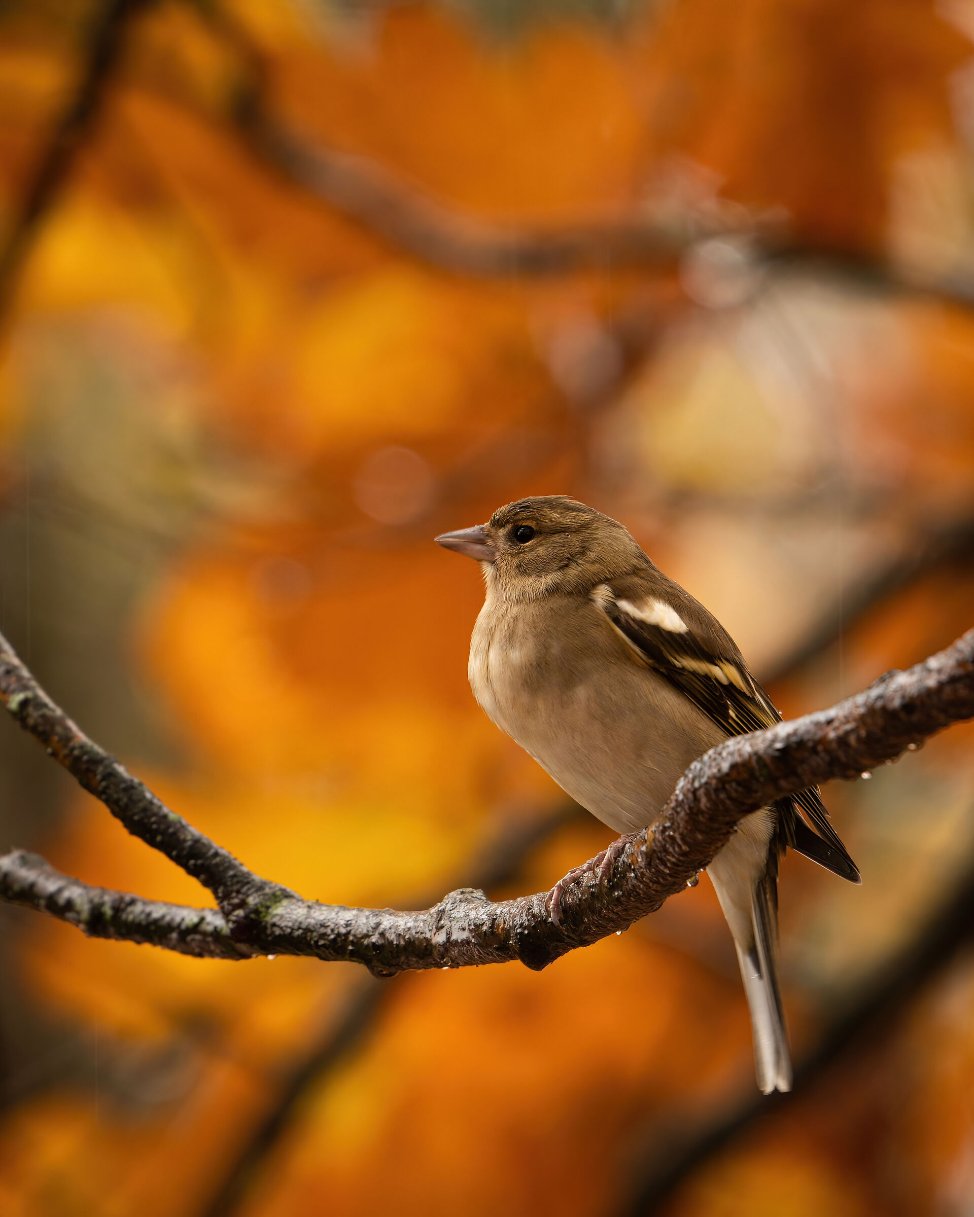 Female chaffinch immersed in autumn colors