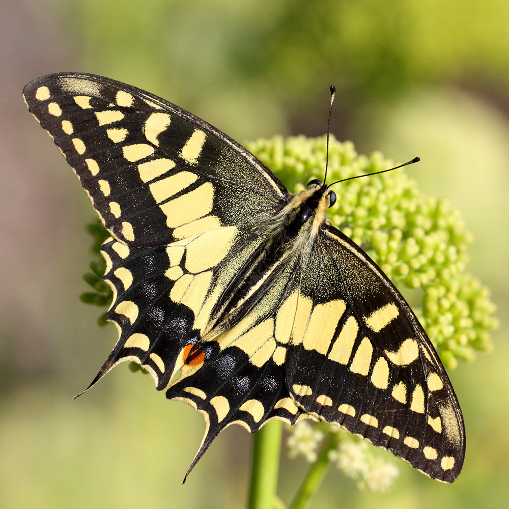 Papilio machaon (Papilionidae)