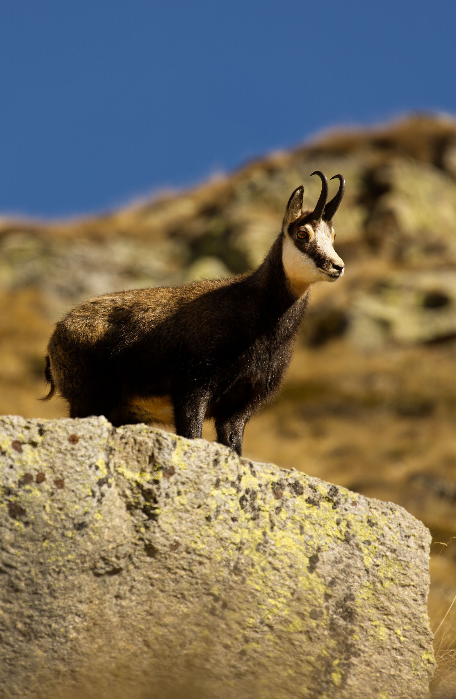 Chamois