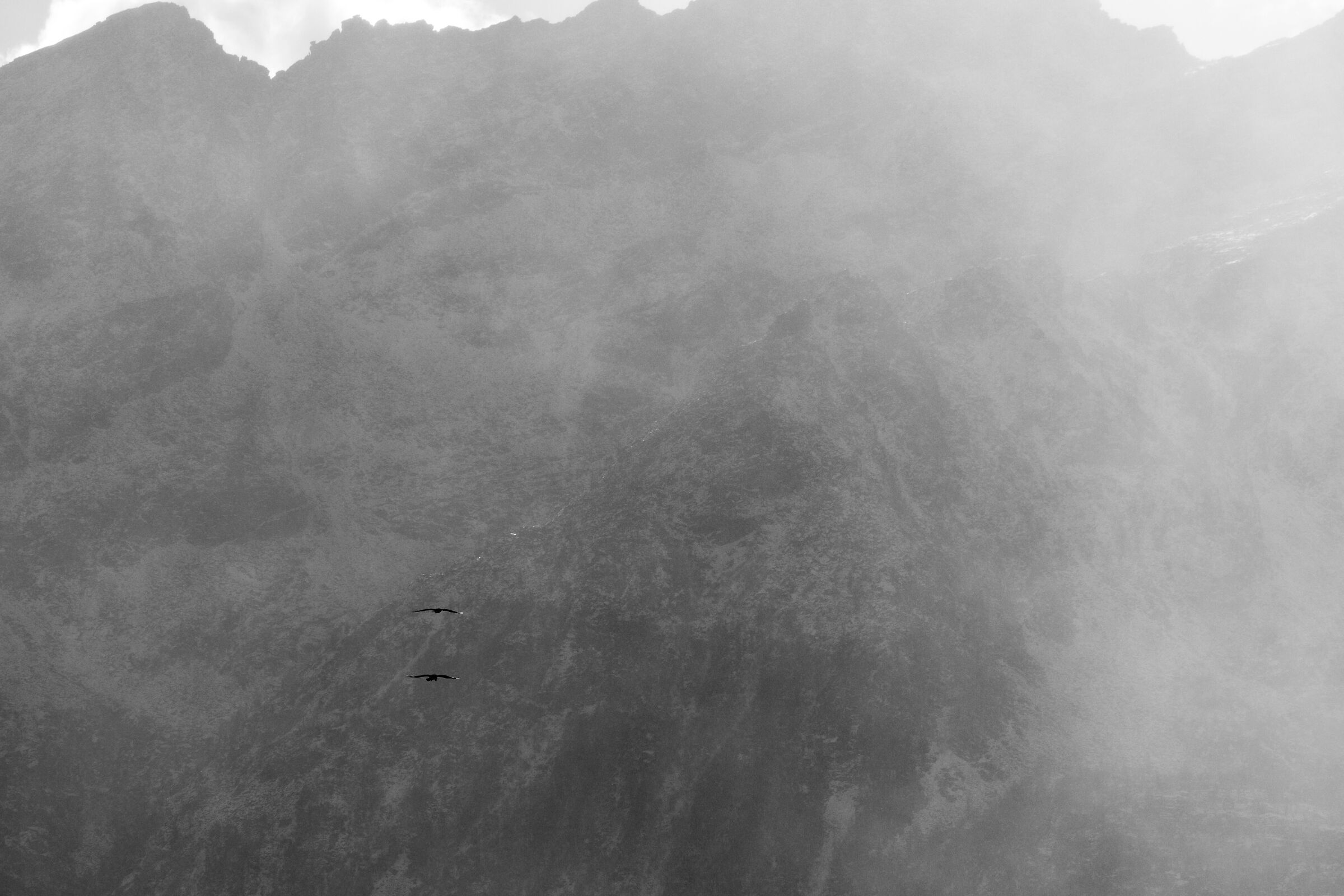 Bearded vultures in the snow