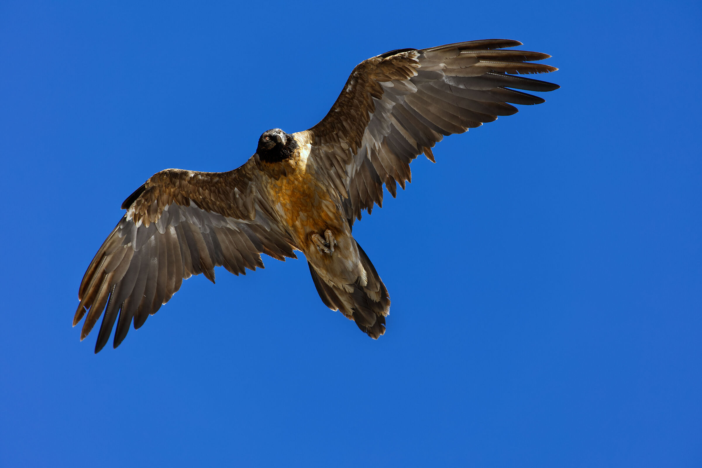 Bearded vulture