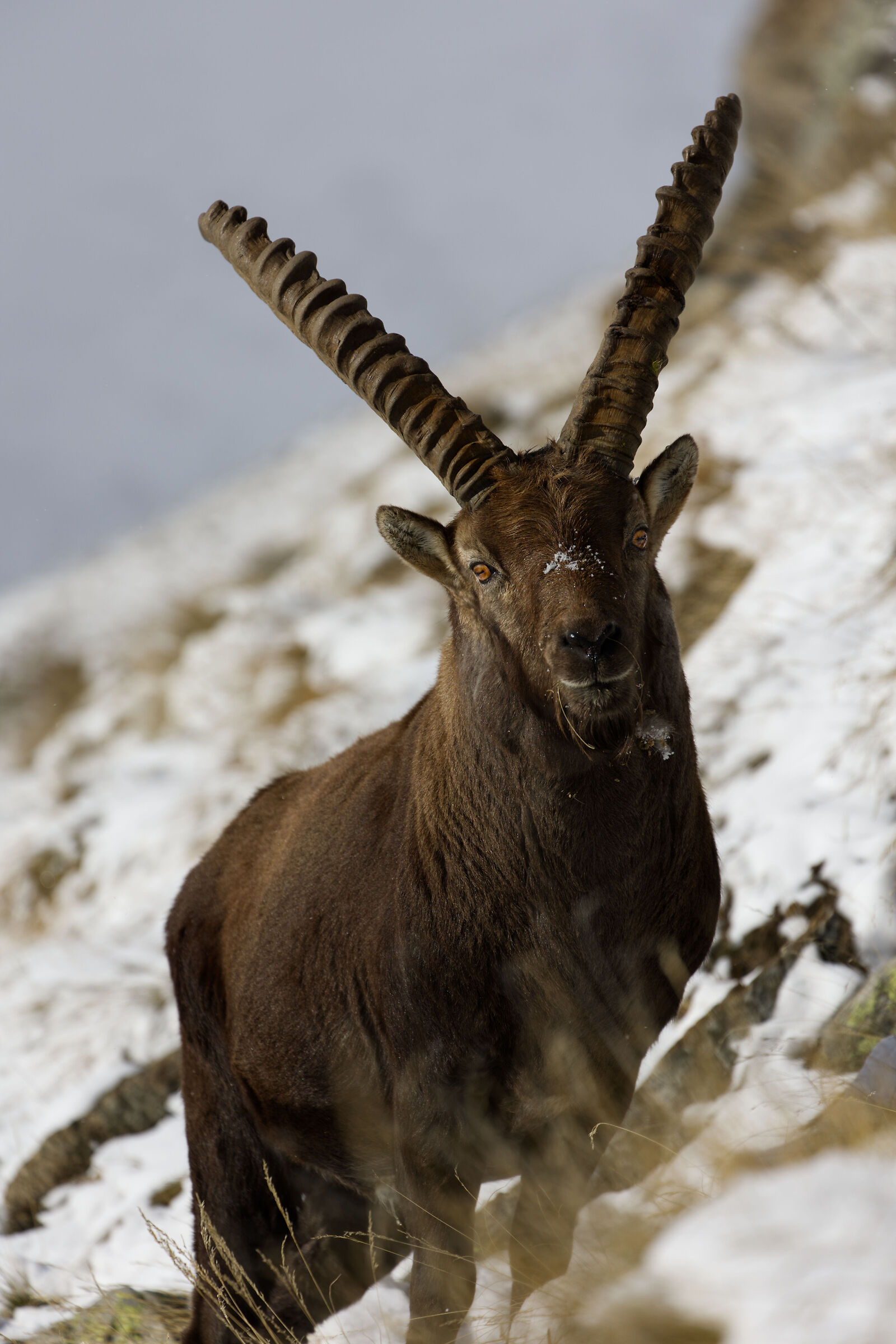 Ibex Portrait