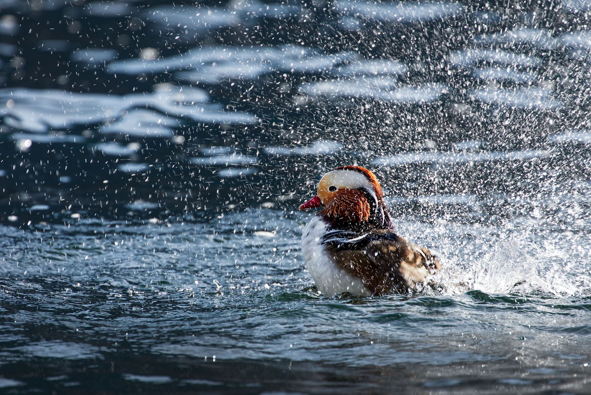 Mandarin duck