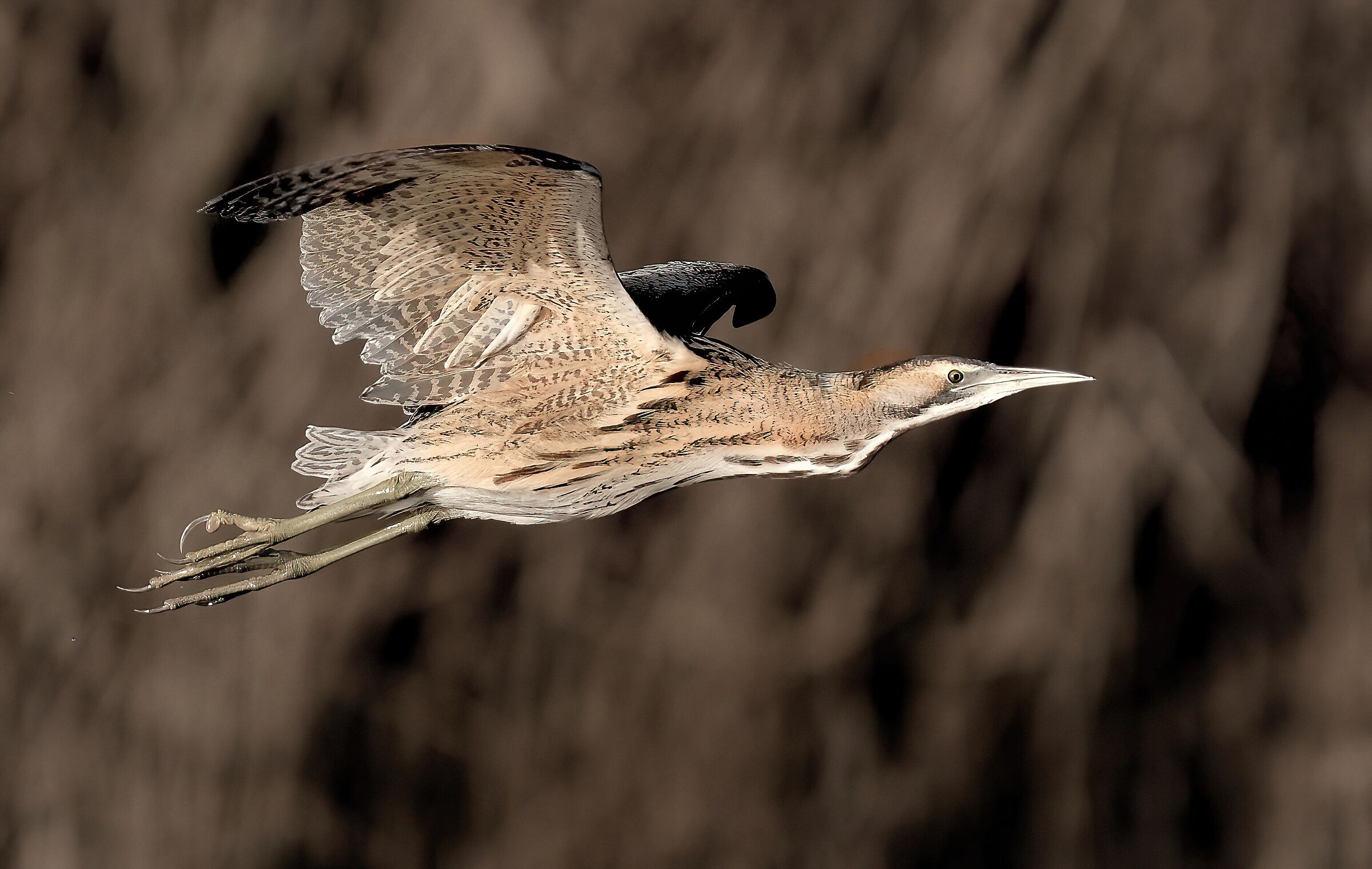 Bittern (Botaurus stellaris)