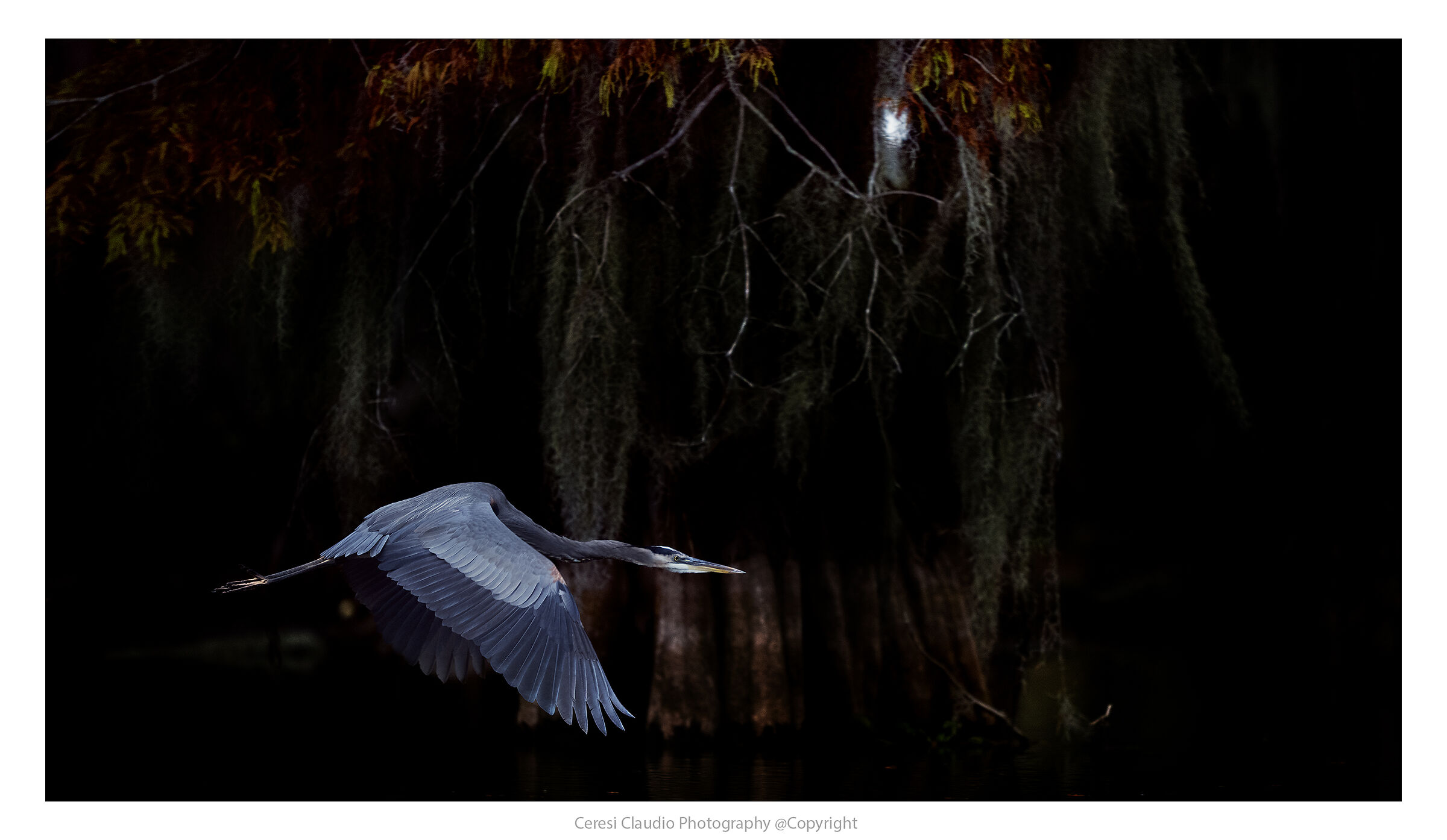 blue auron flying among the cypresses of Louisiana