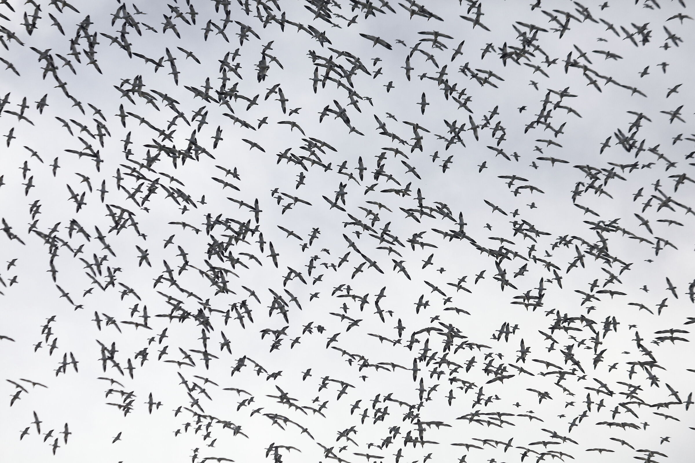Snoe Geese