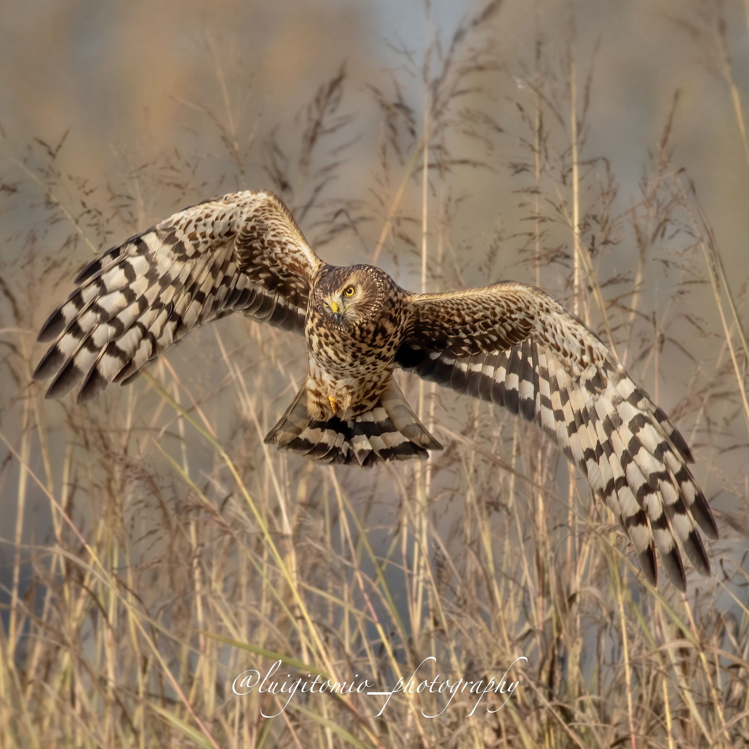 Hen harrier
