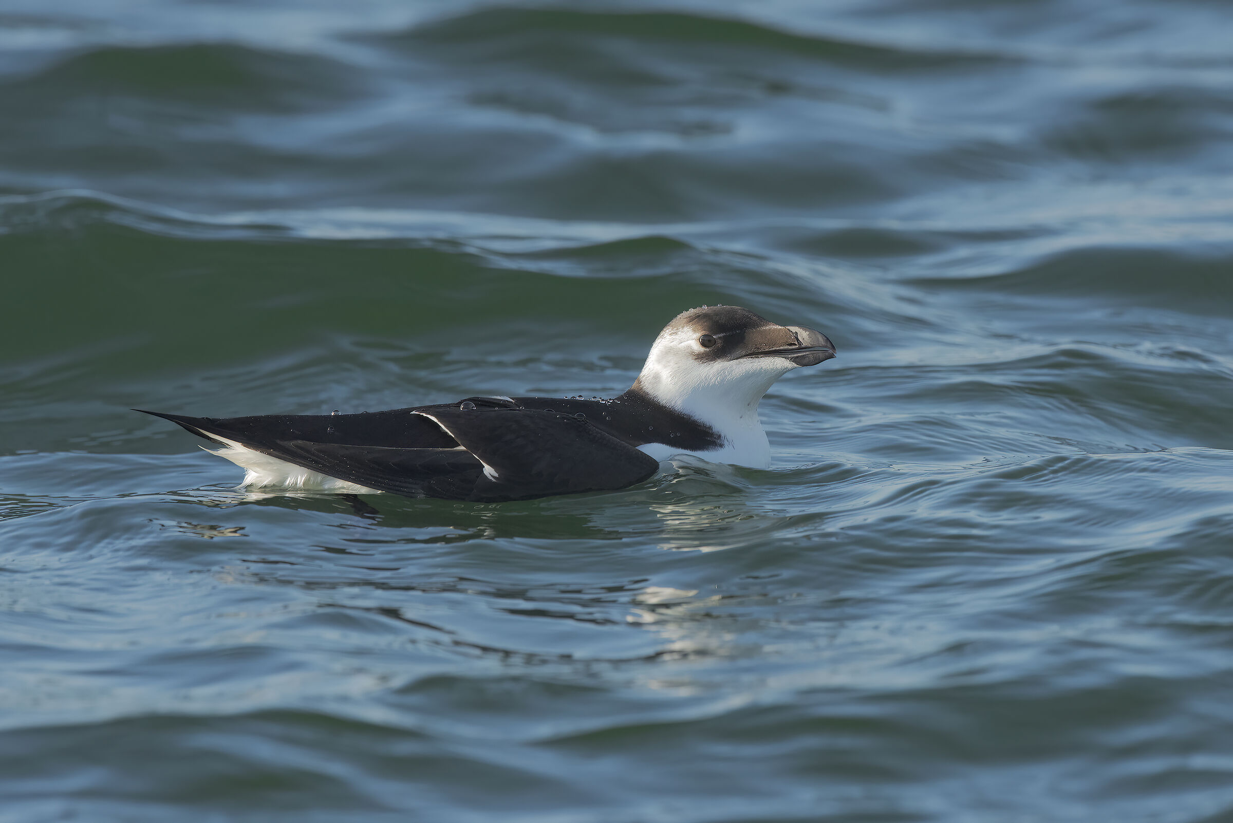 razorbill
