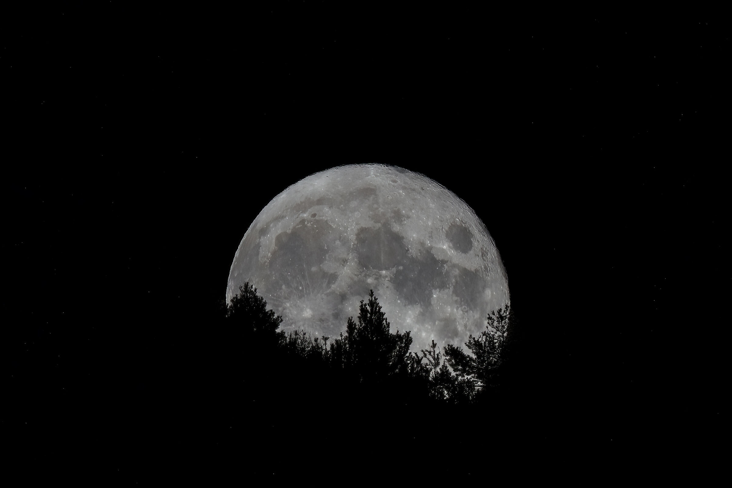 Moon and pines