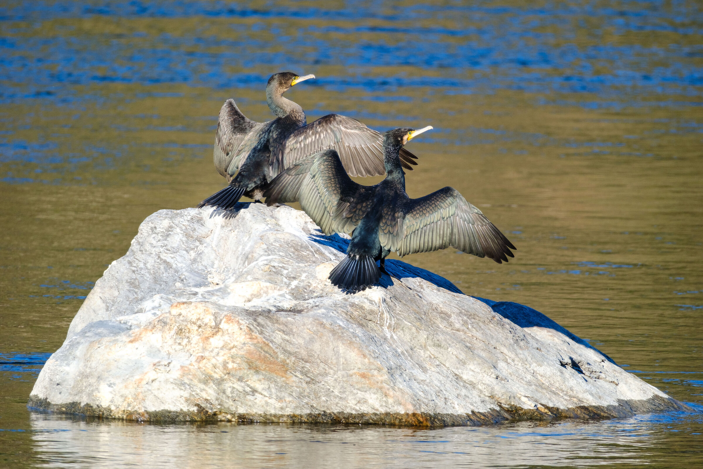 Cormorani