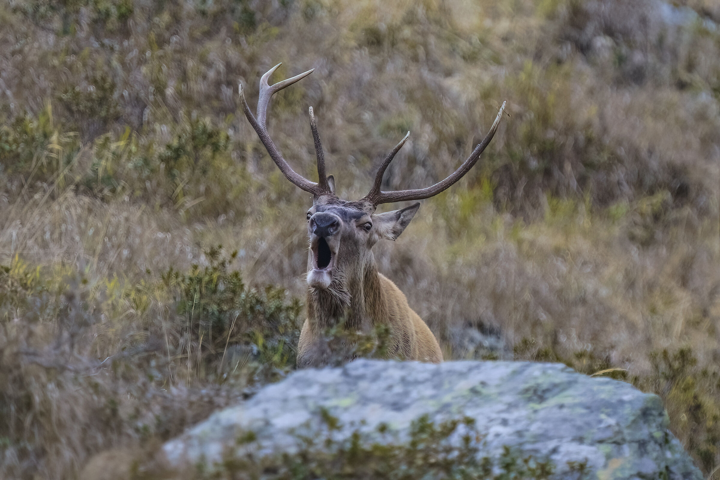 Bramito Carnic Alps