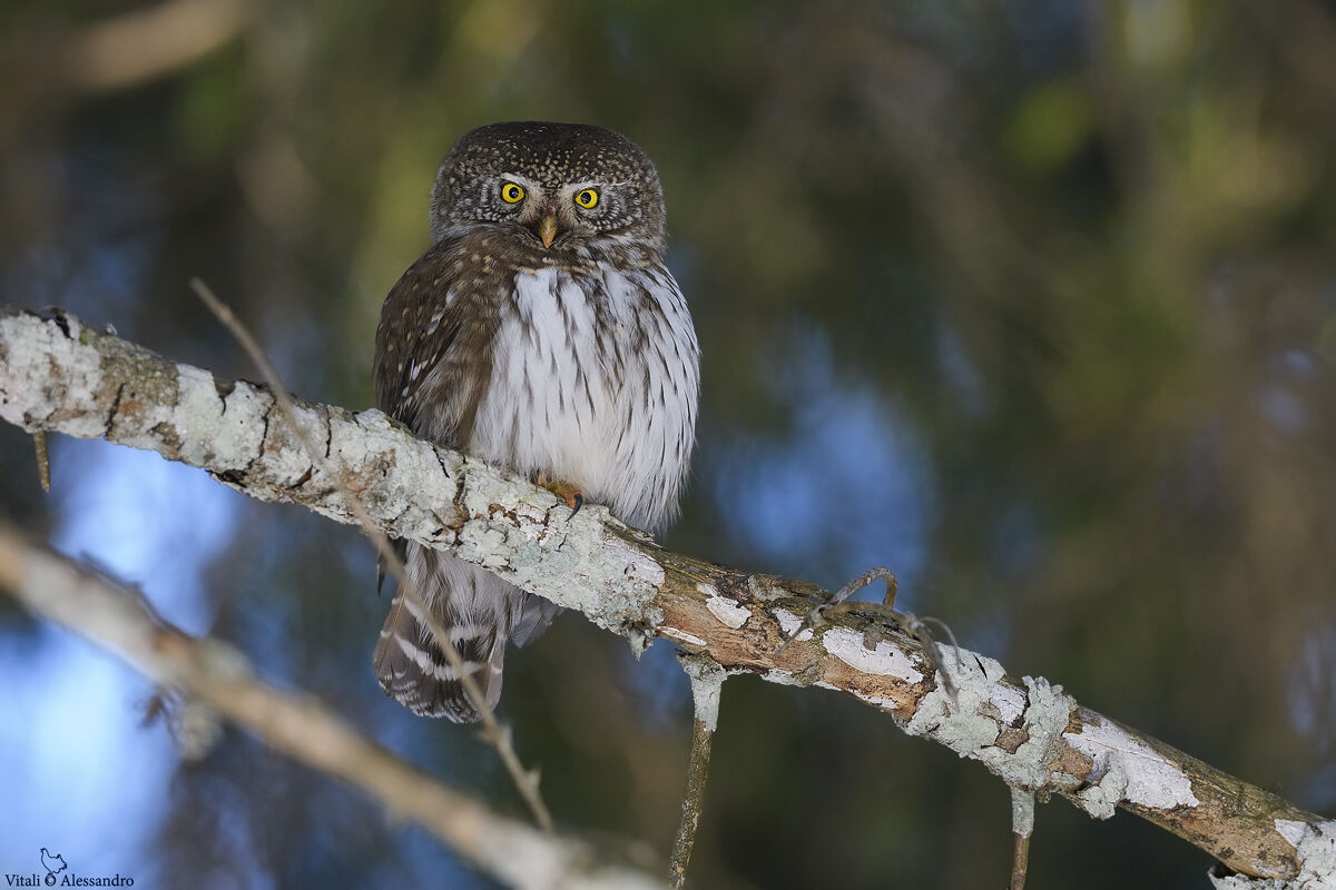 Dwarf owl