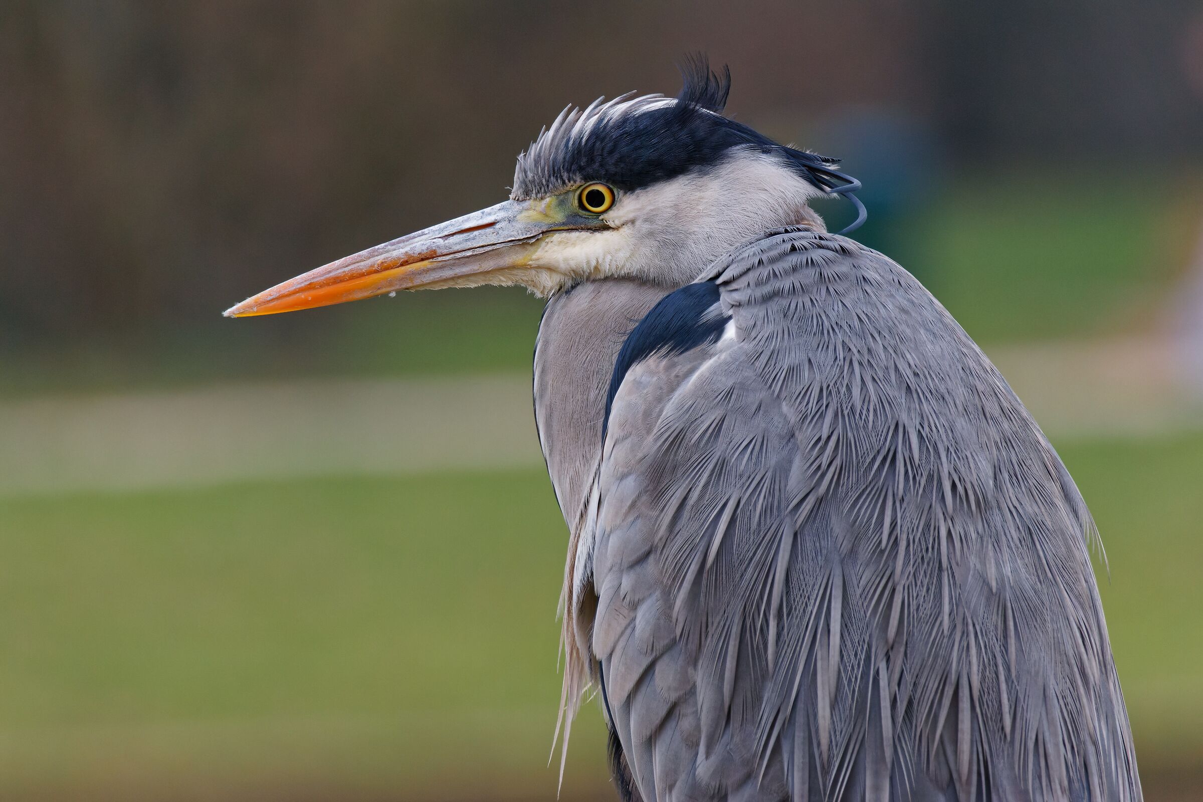 Parco Nord Milan, 2022