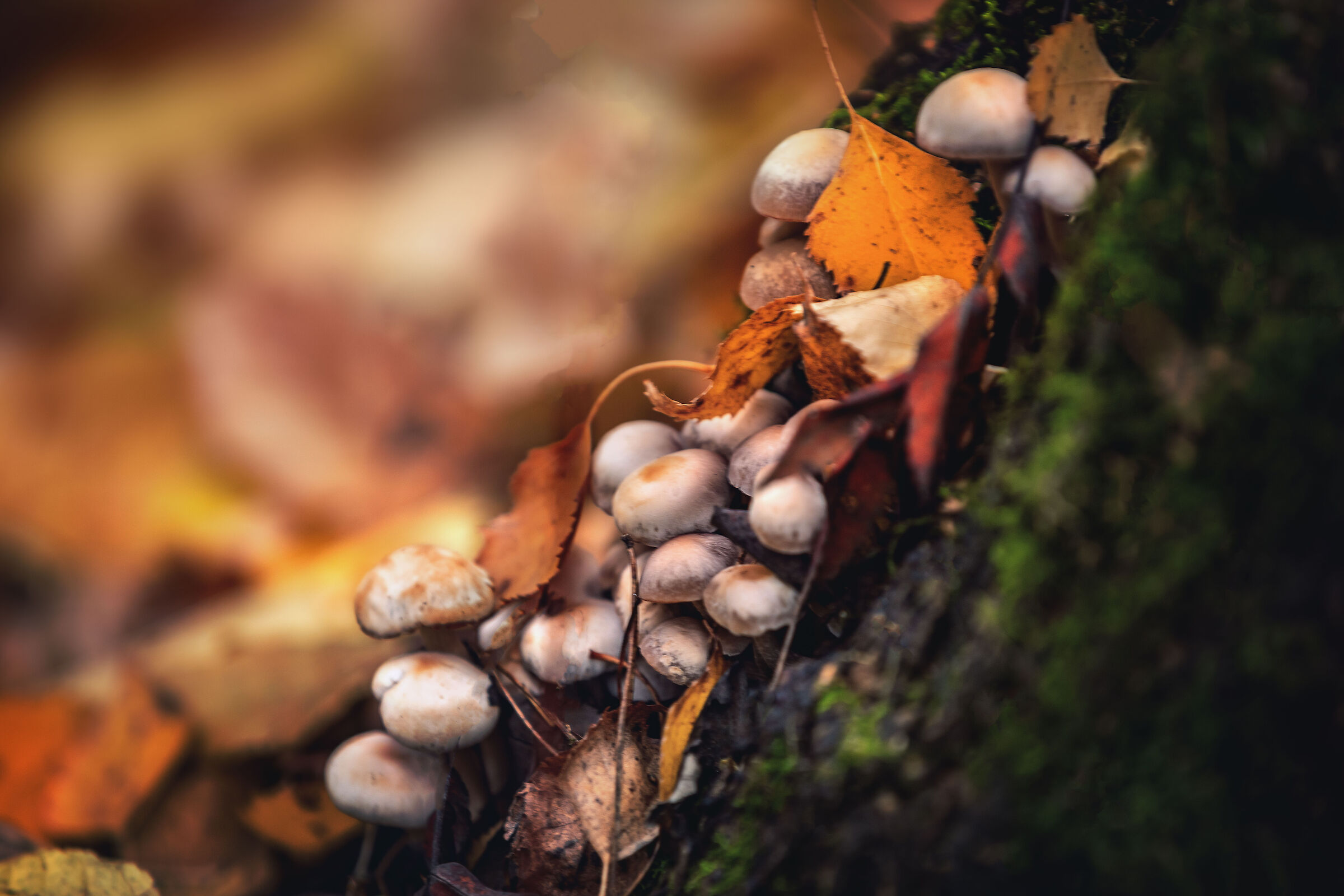 Funghi
