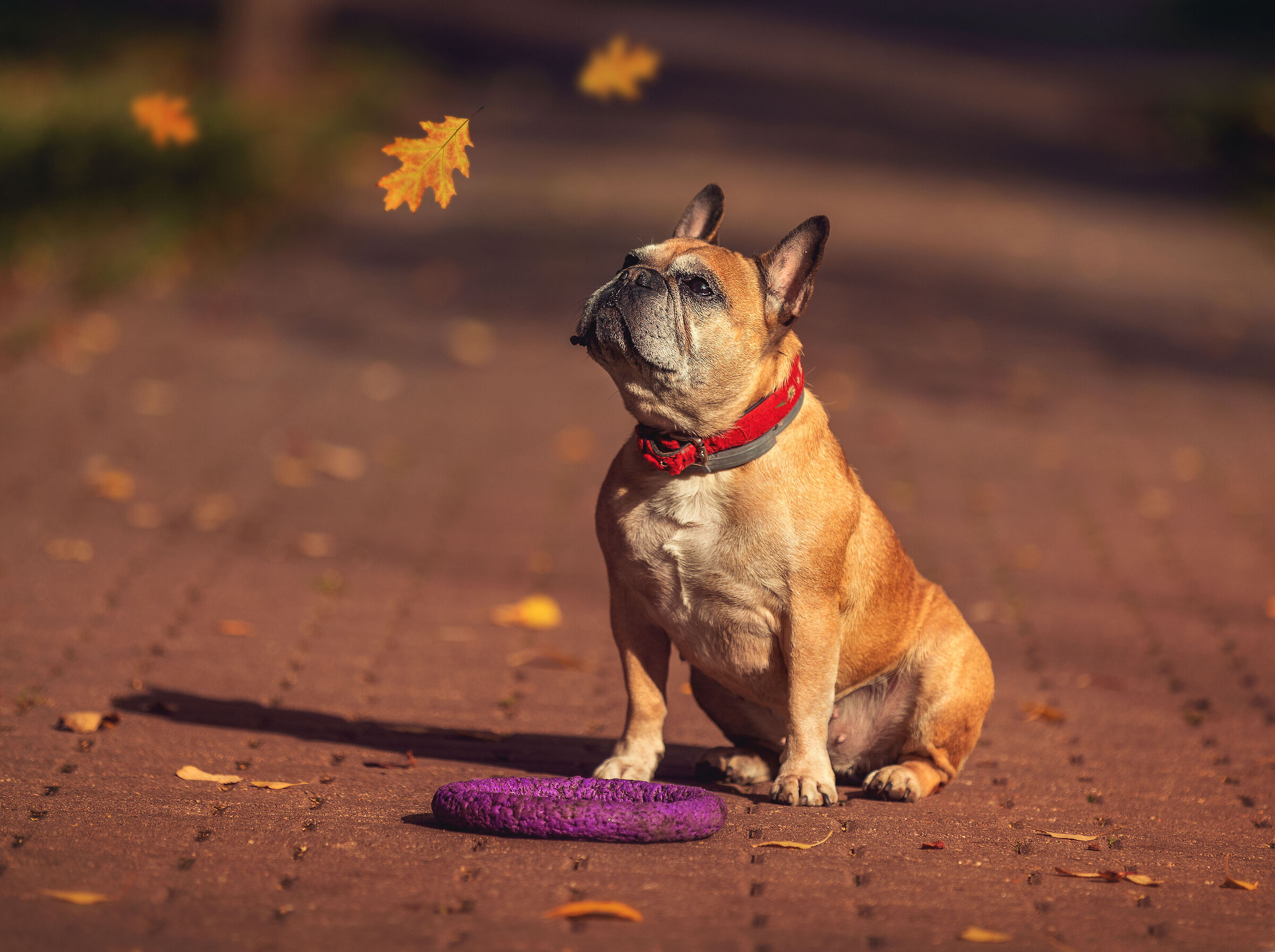 Bulldog carino