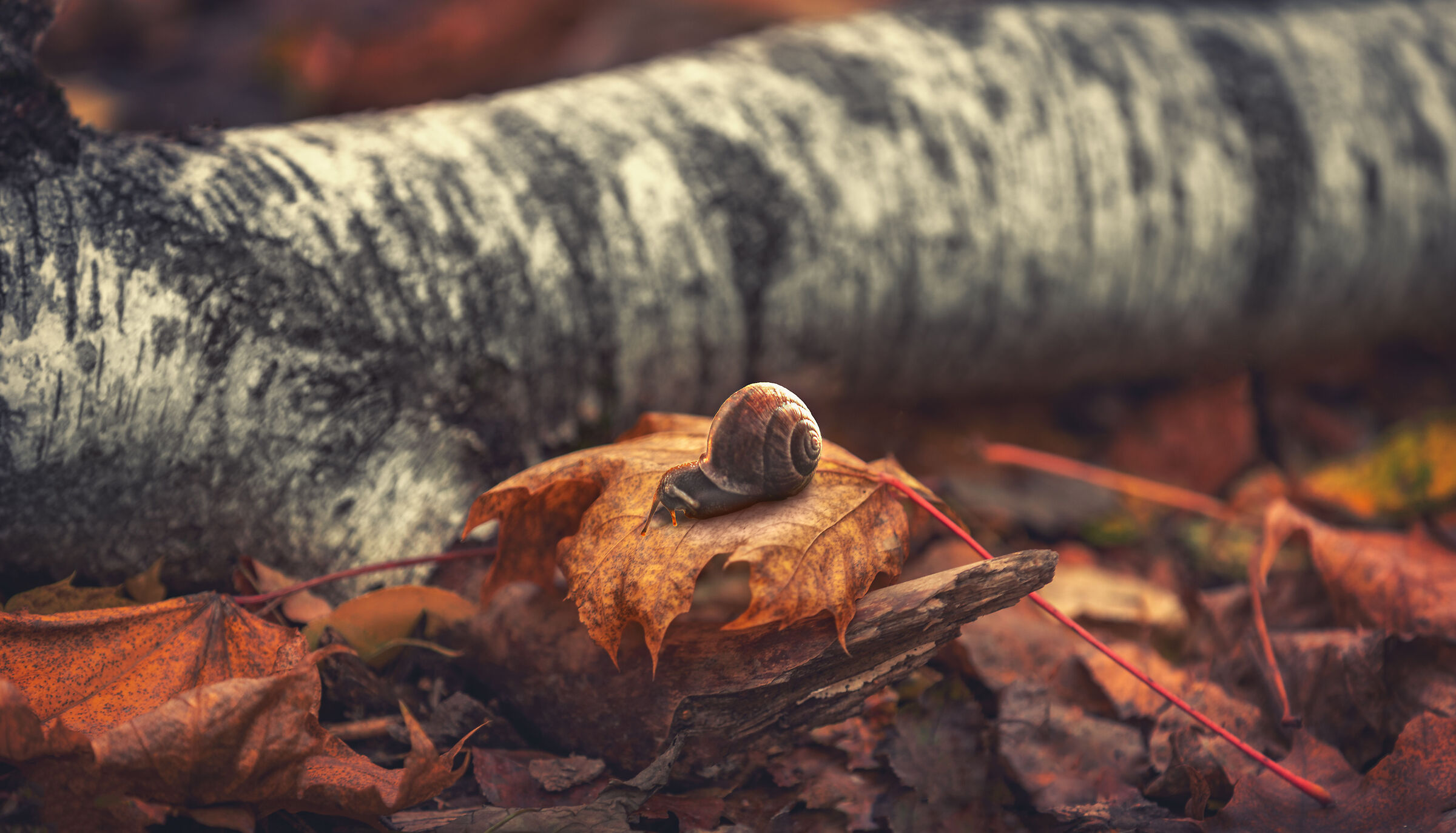 Nella foresta autunnale