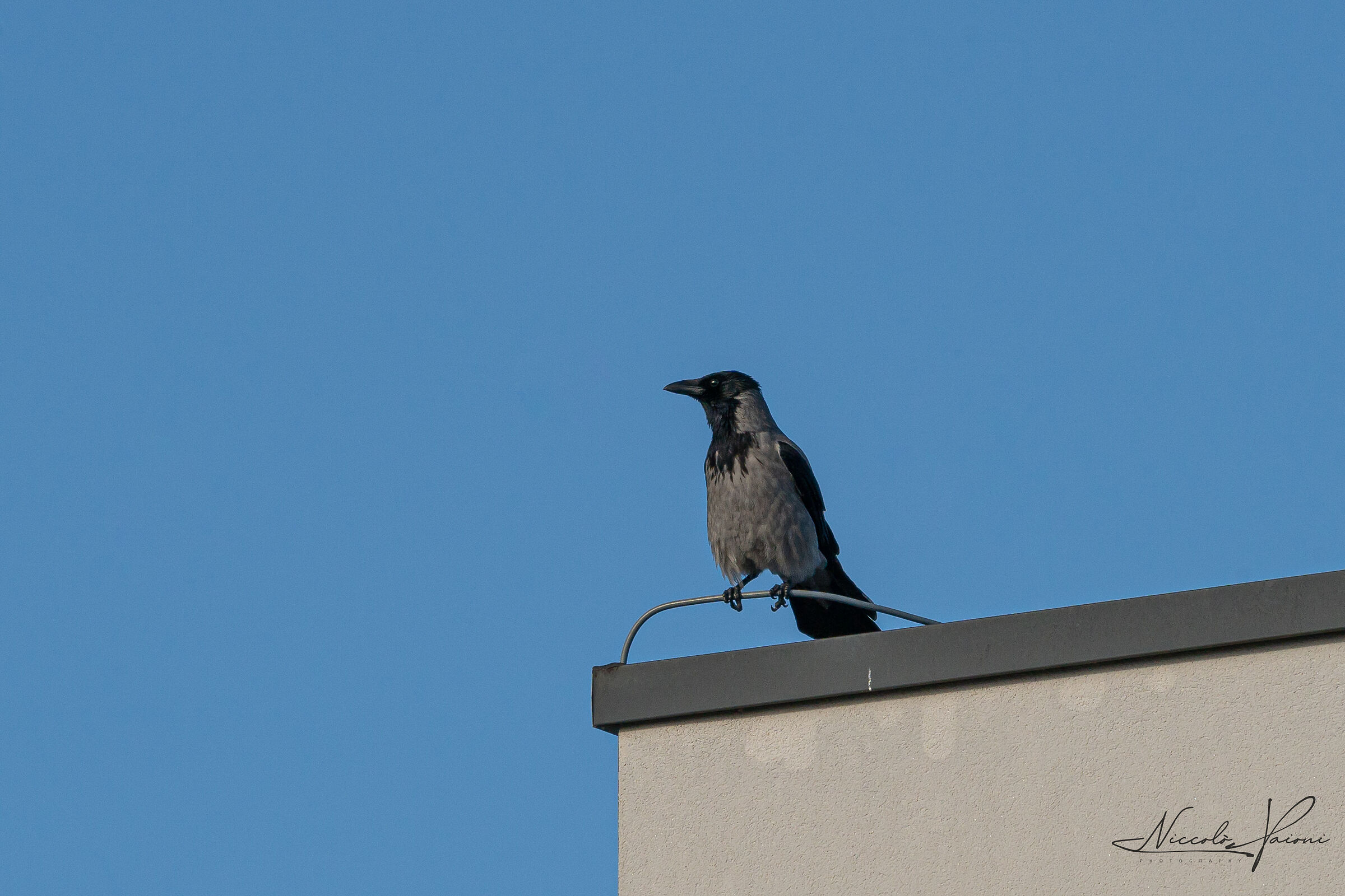 crow