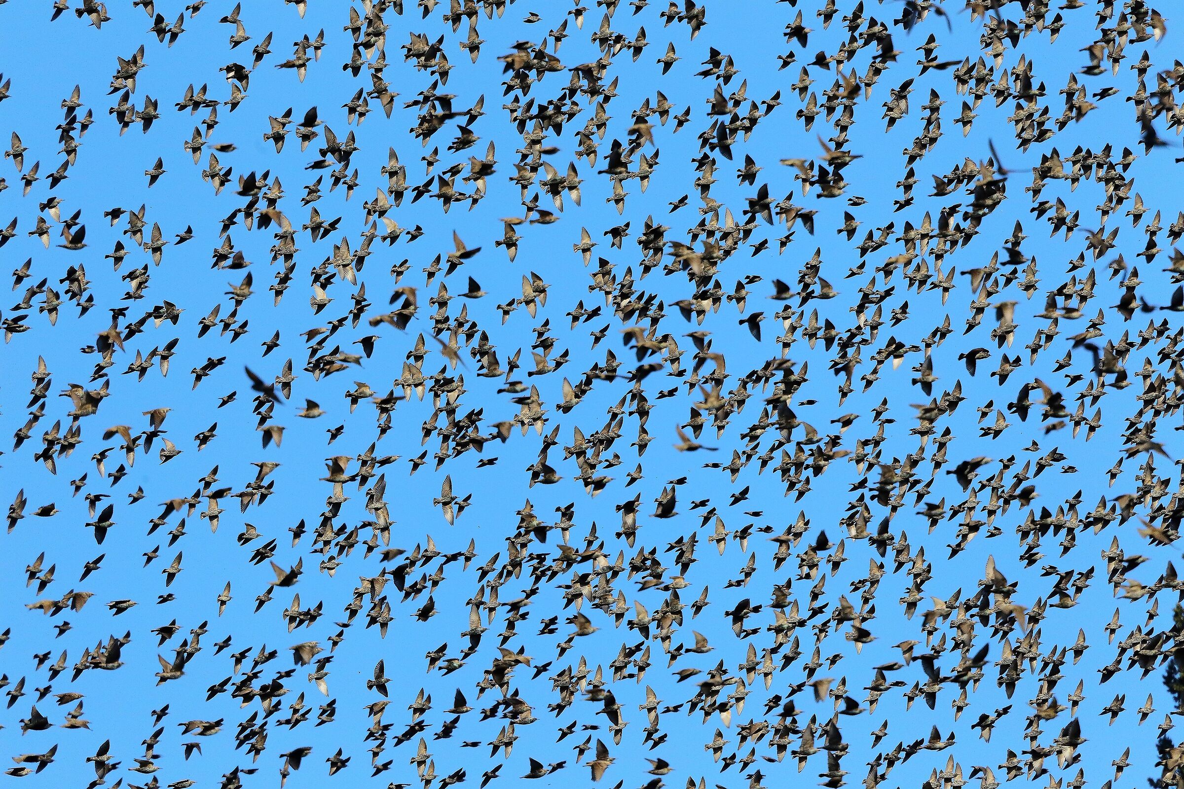 stornelli 11 dicembre 2022