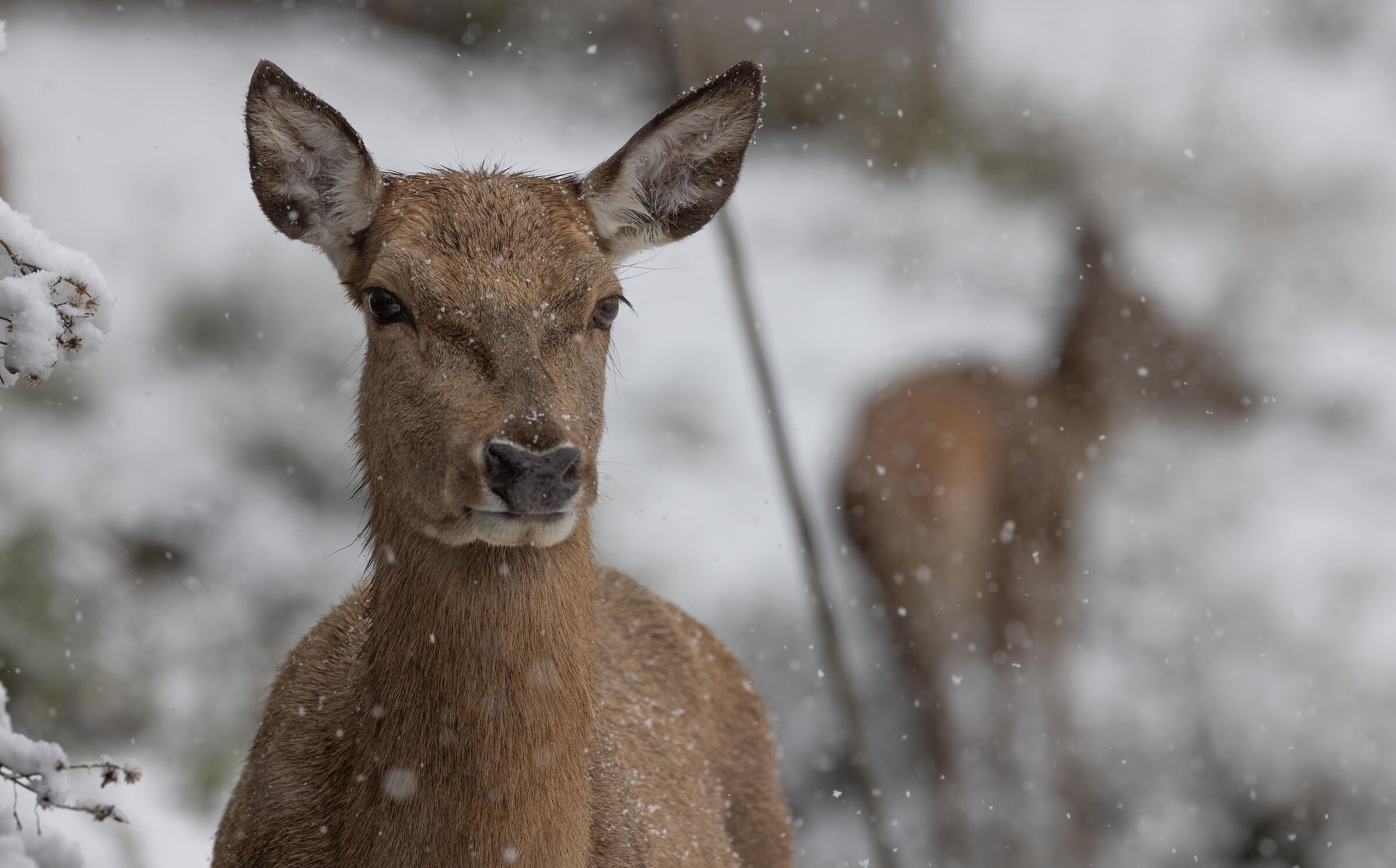 Cervetta sotto la neve