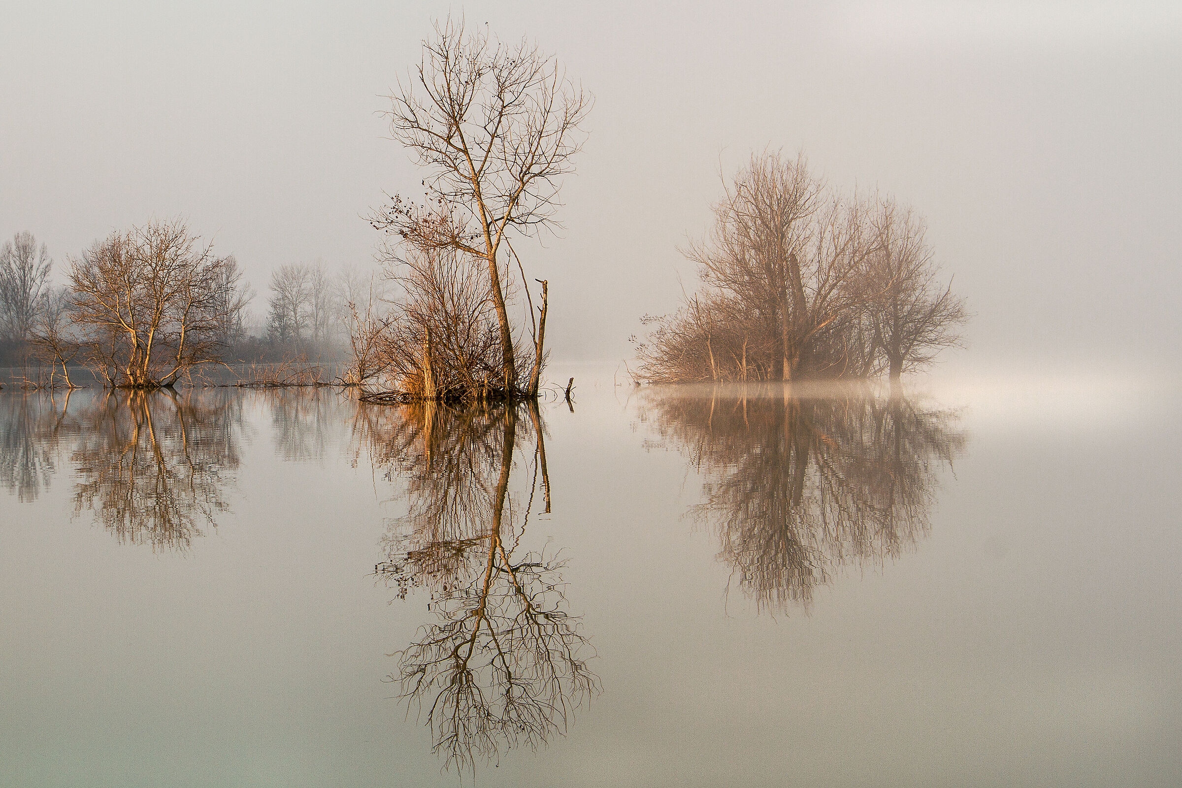 Alberi sull'acqua