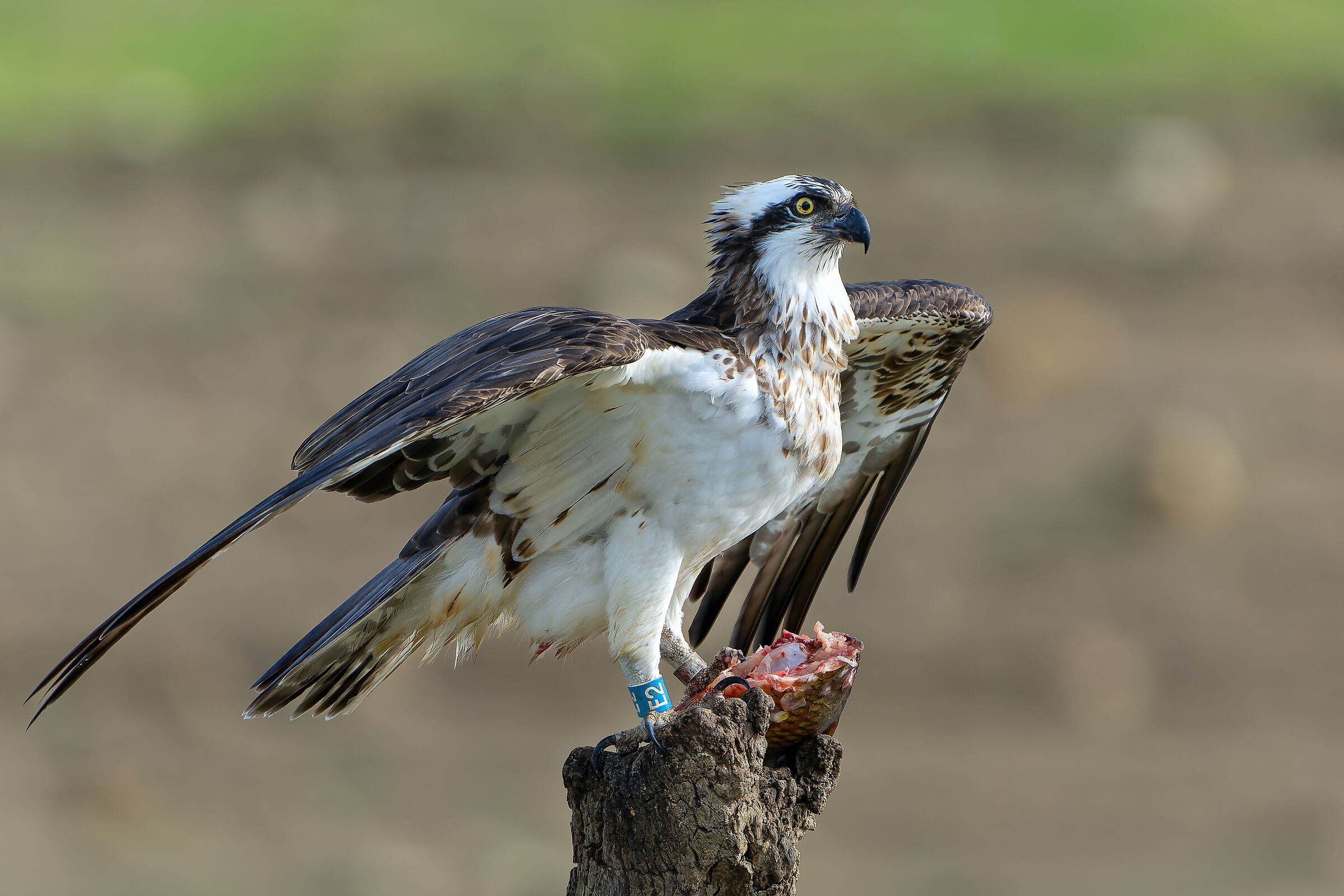 Osprey