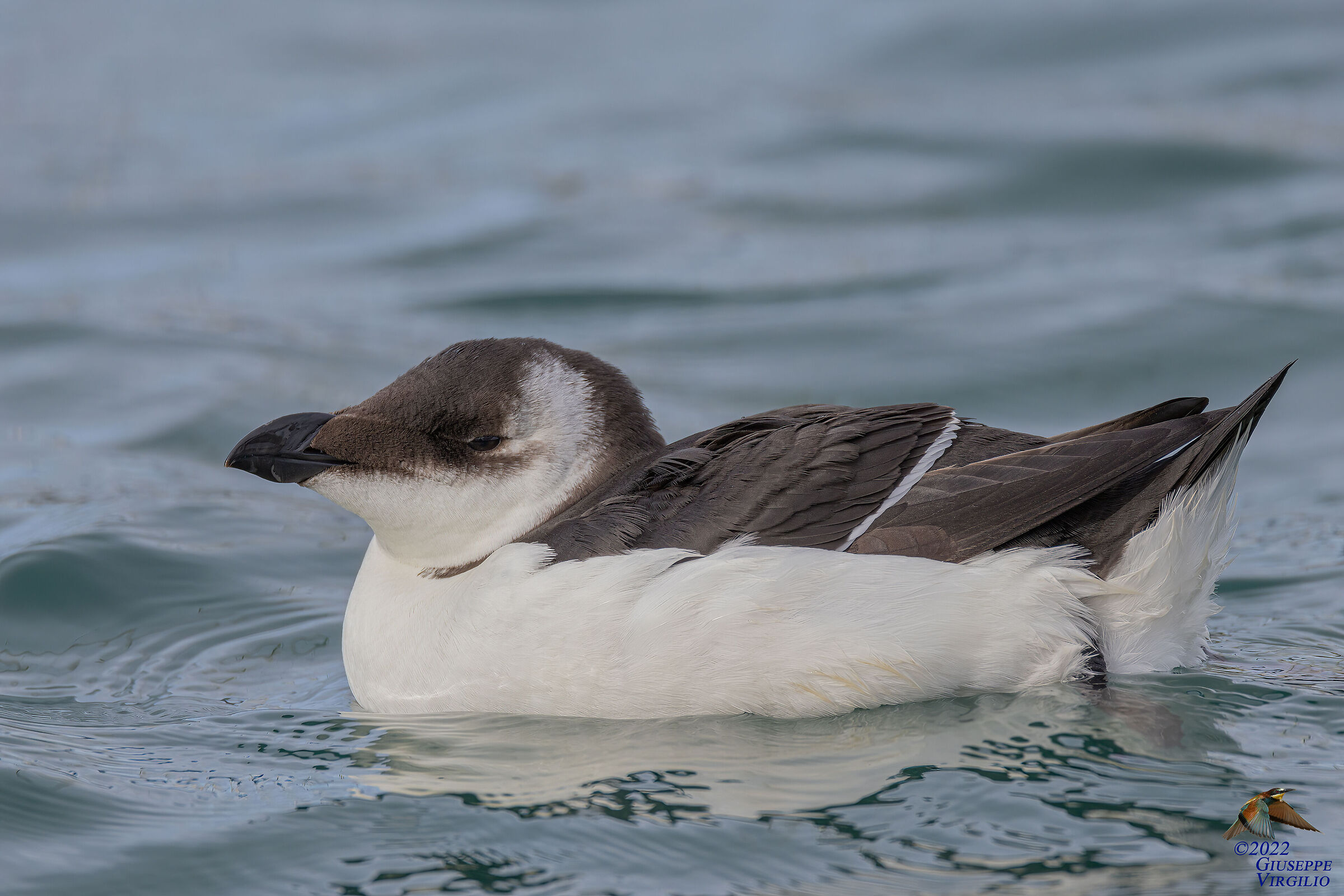 Gazza Marina (Sardegna 2022)