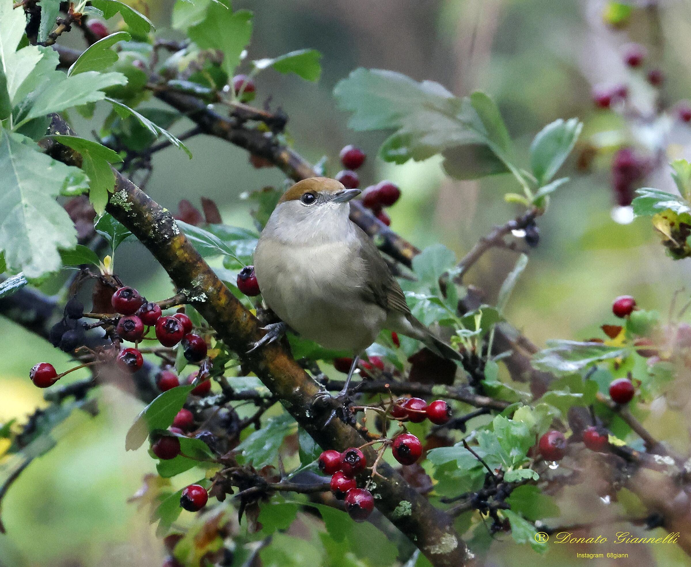 Blackcap