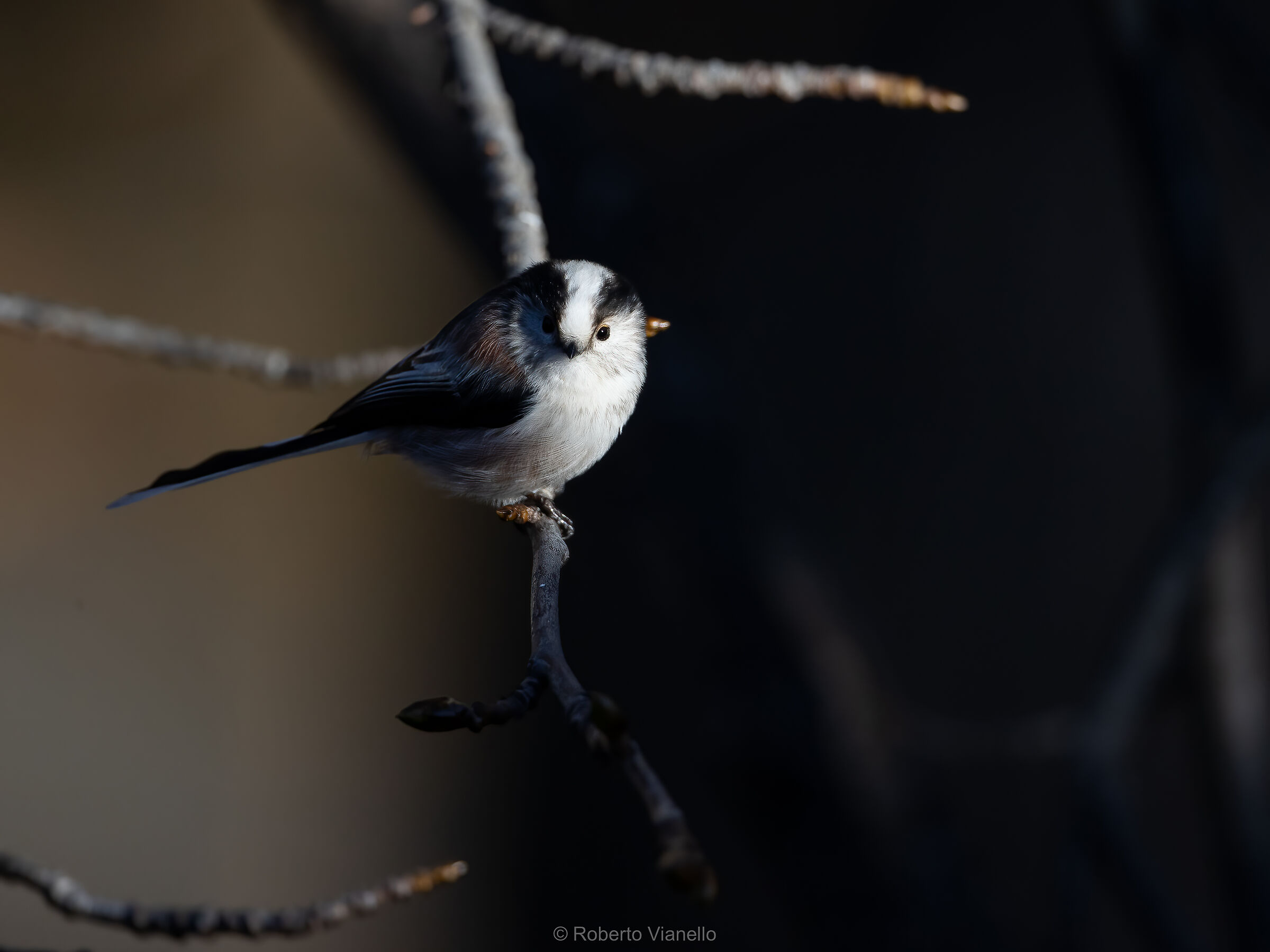 Codibugnolo (Aegithalos caudatus)