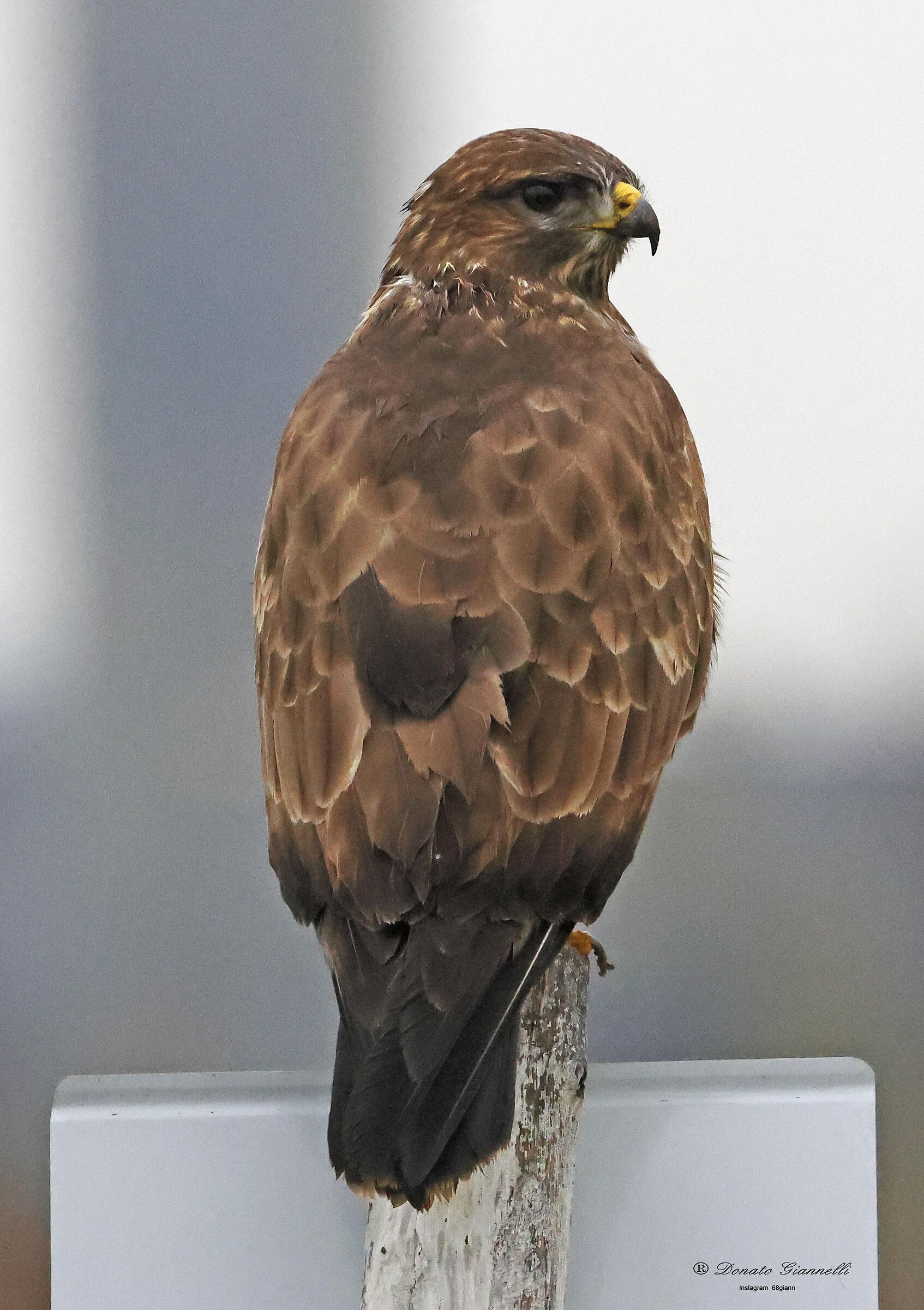 Buzzard