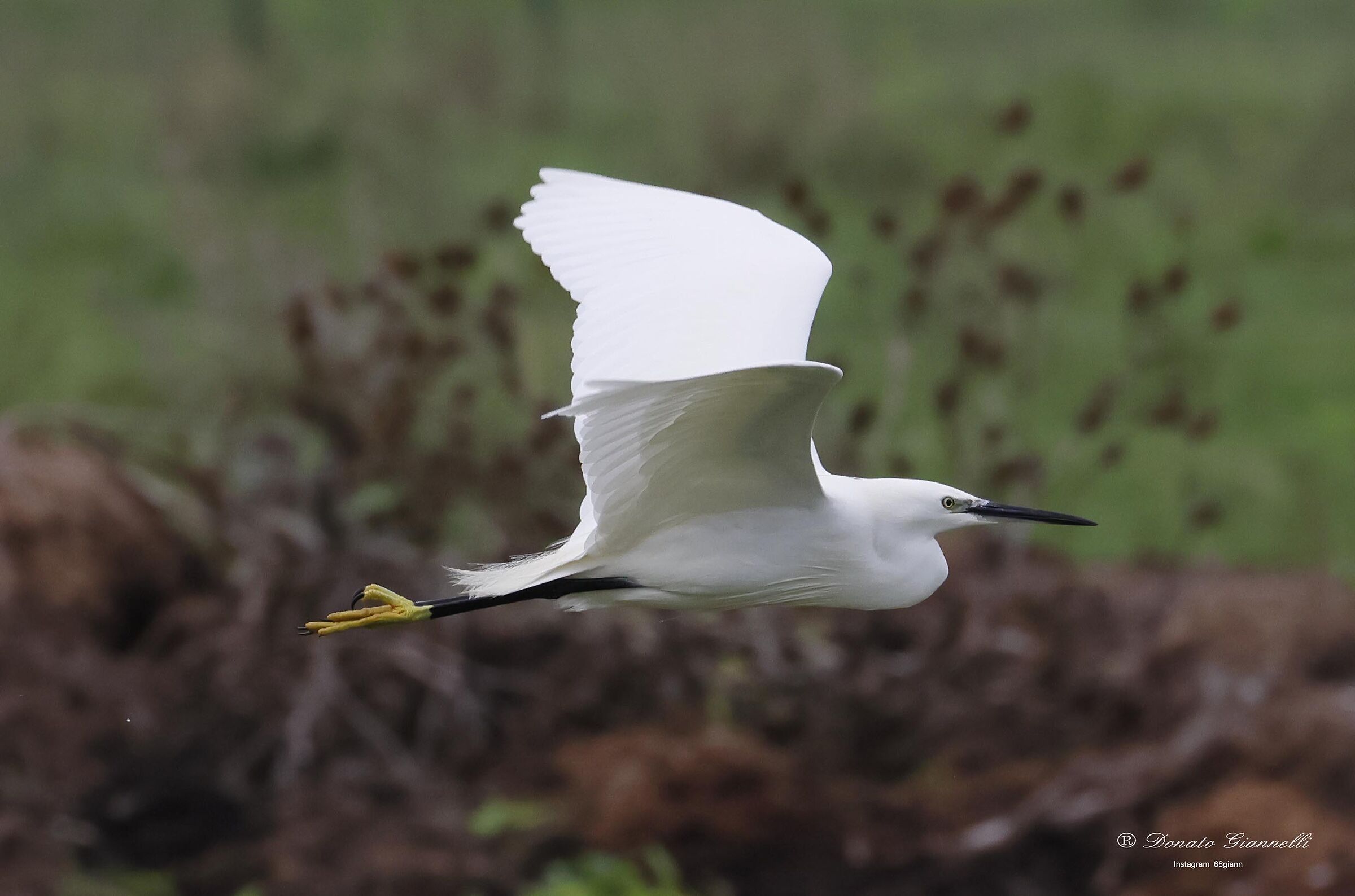 Egret