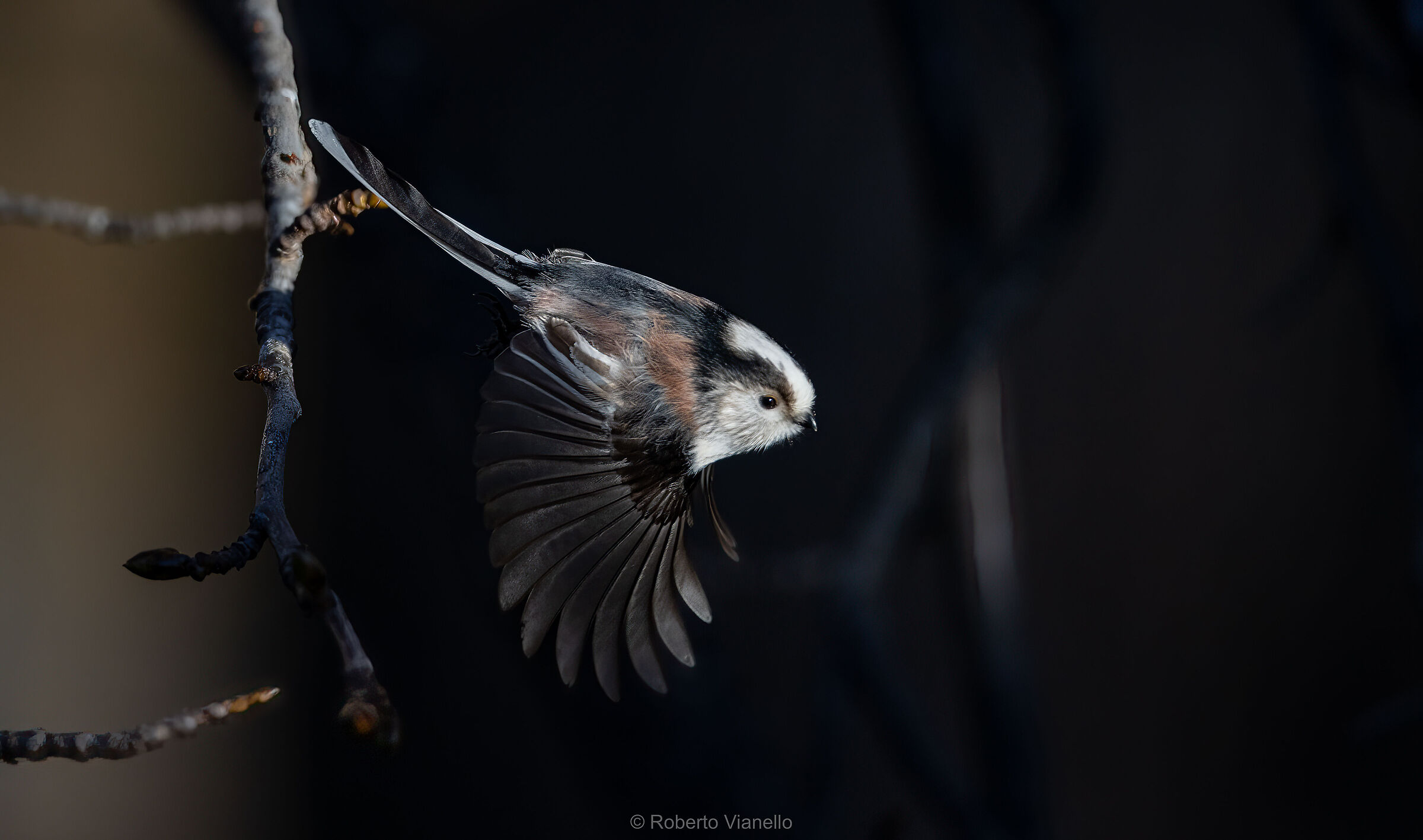 Codibugnolo (Aegithalos caudatus)