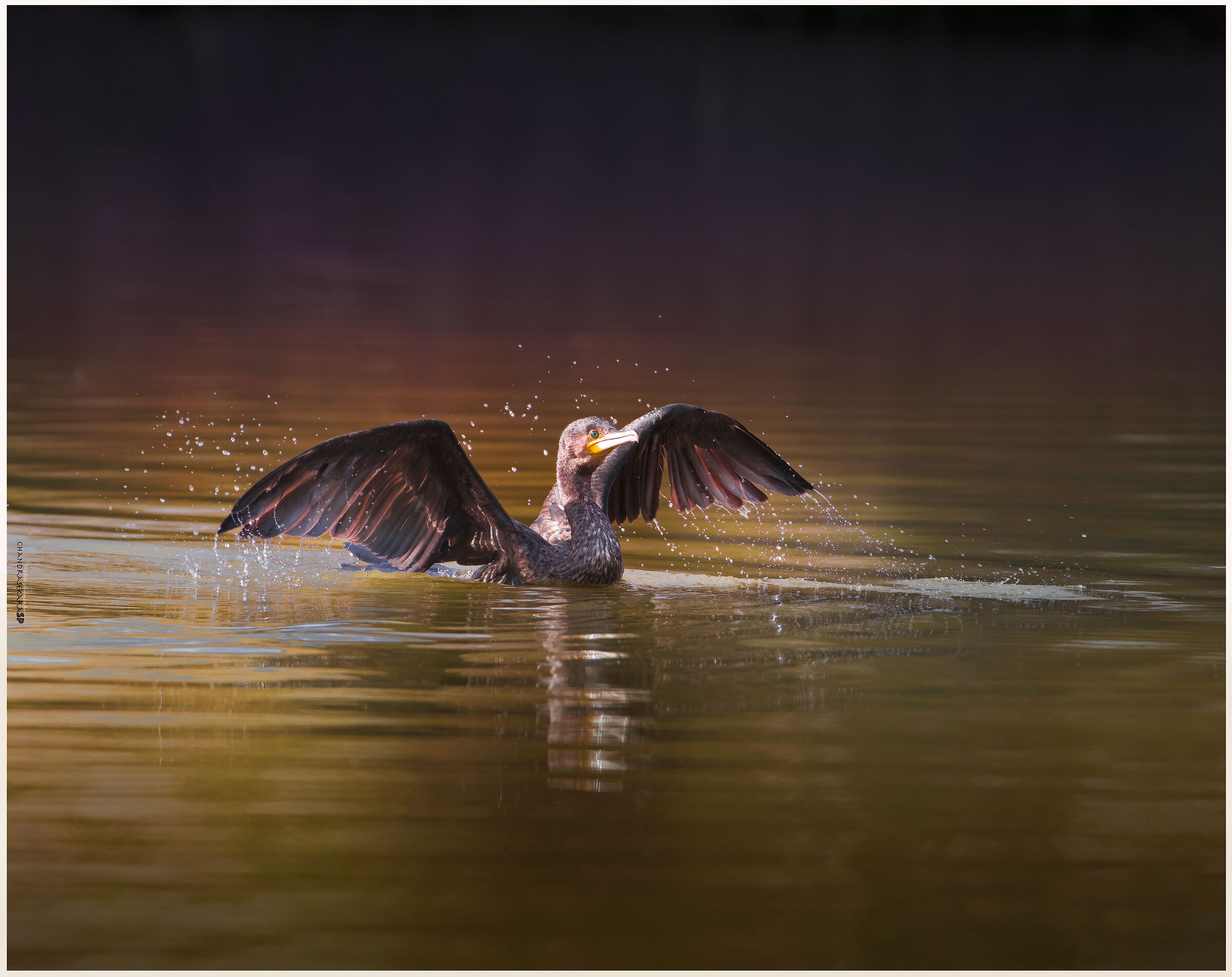 cormorant