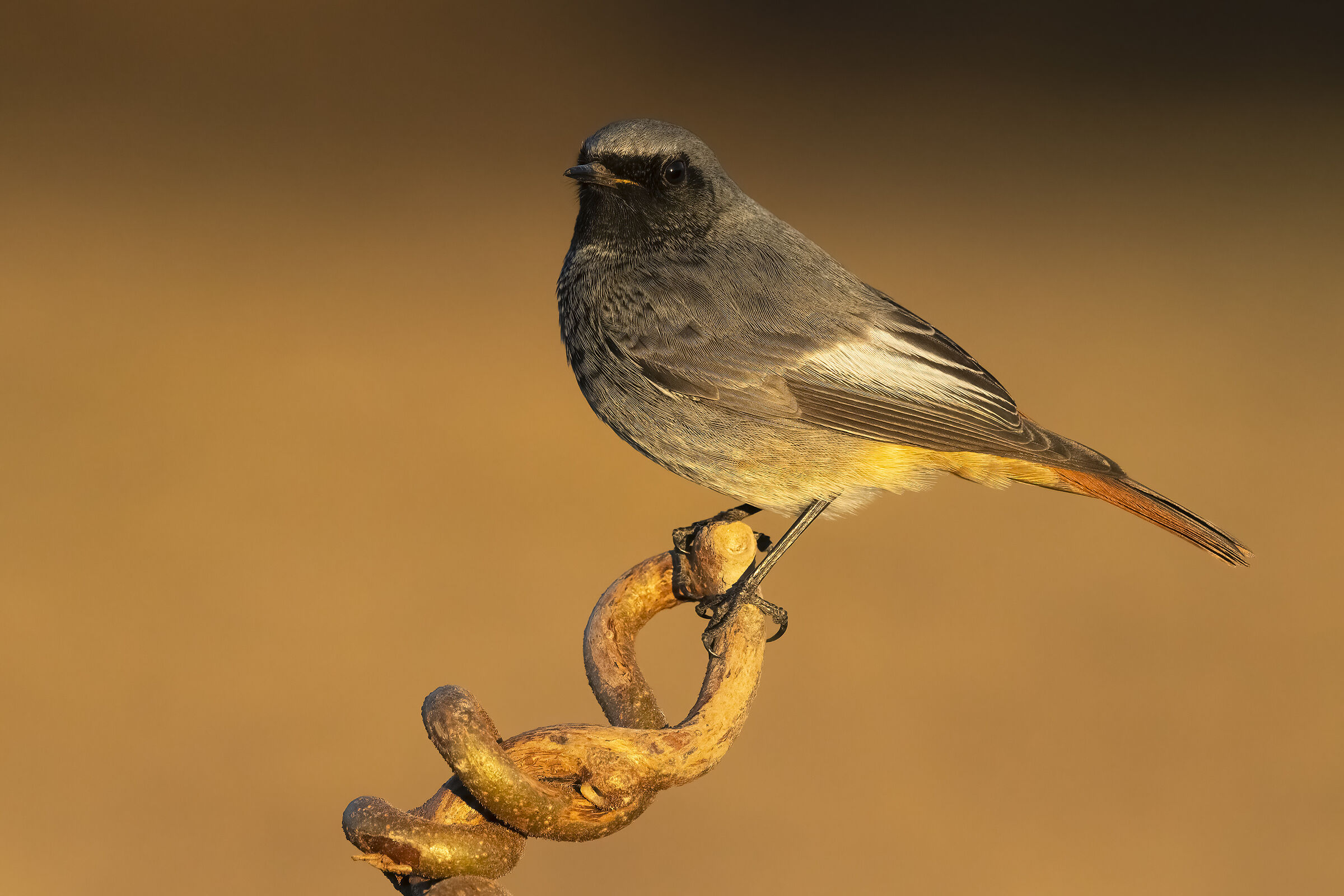 Codirosso spazzacamino