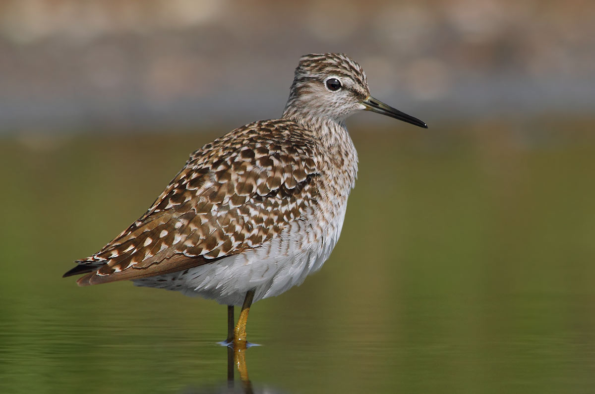Sandpiper Sandpiper