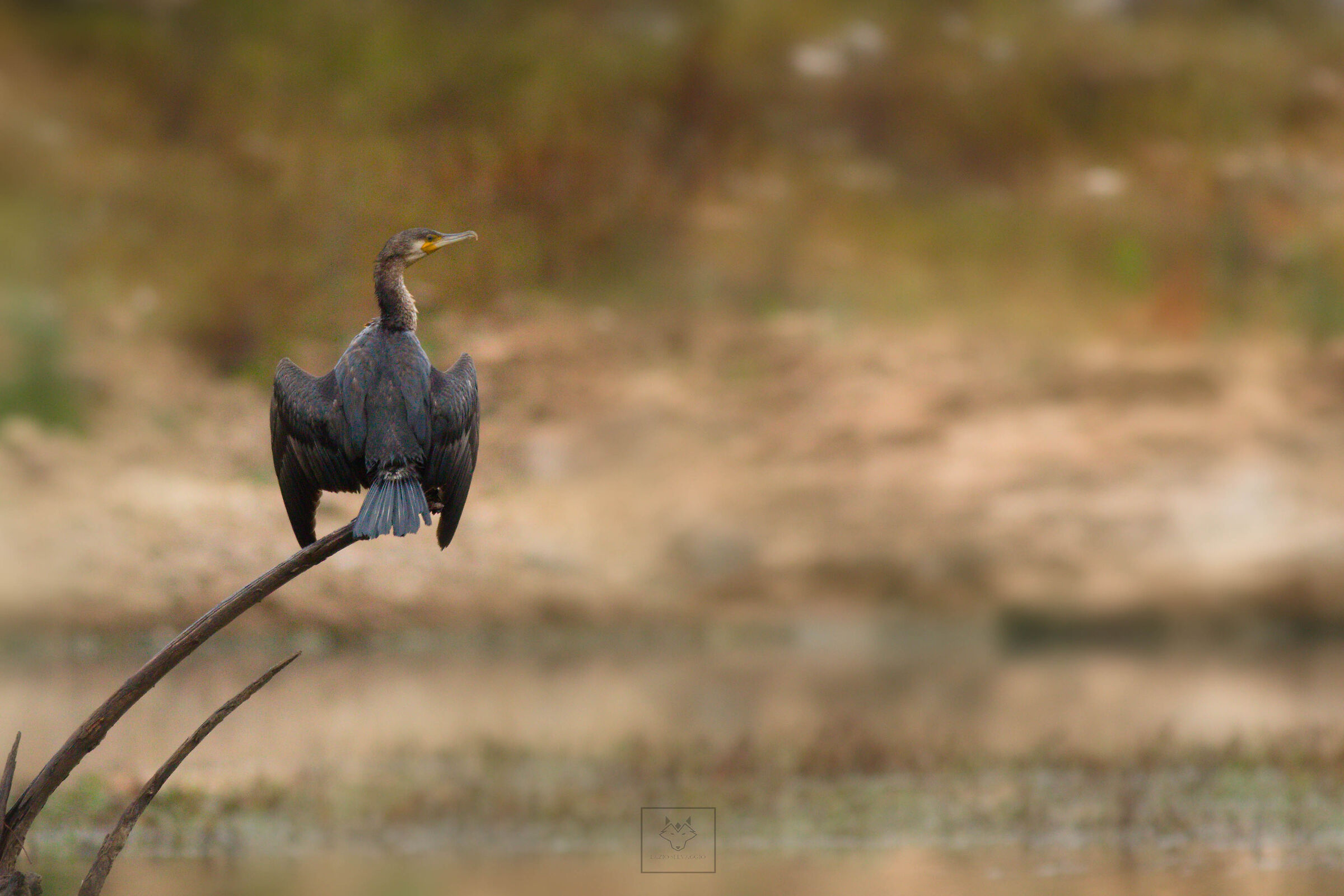 Cormorant in drying