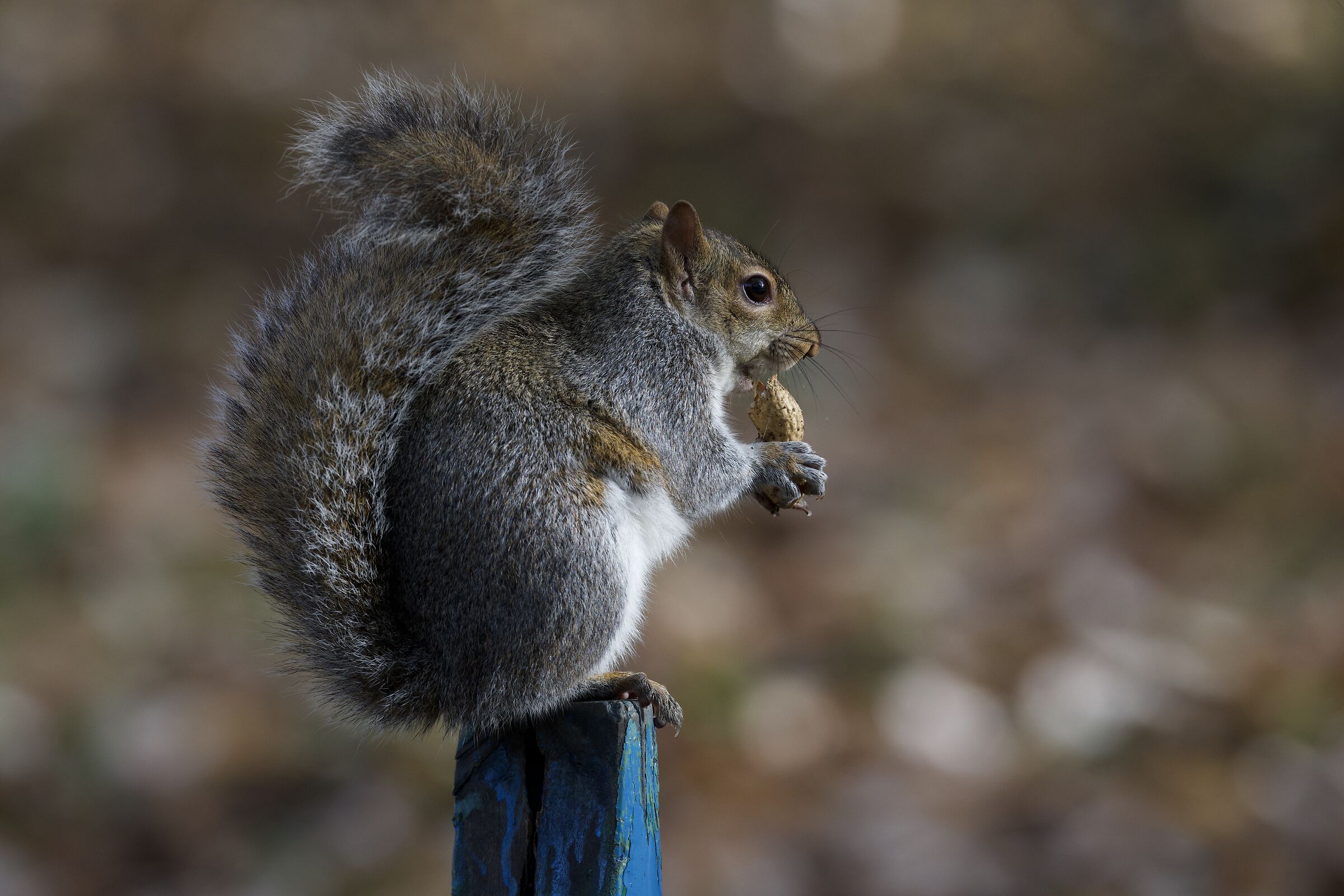 Gluttonous squirrel