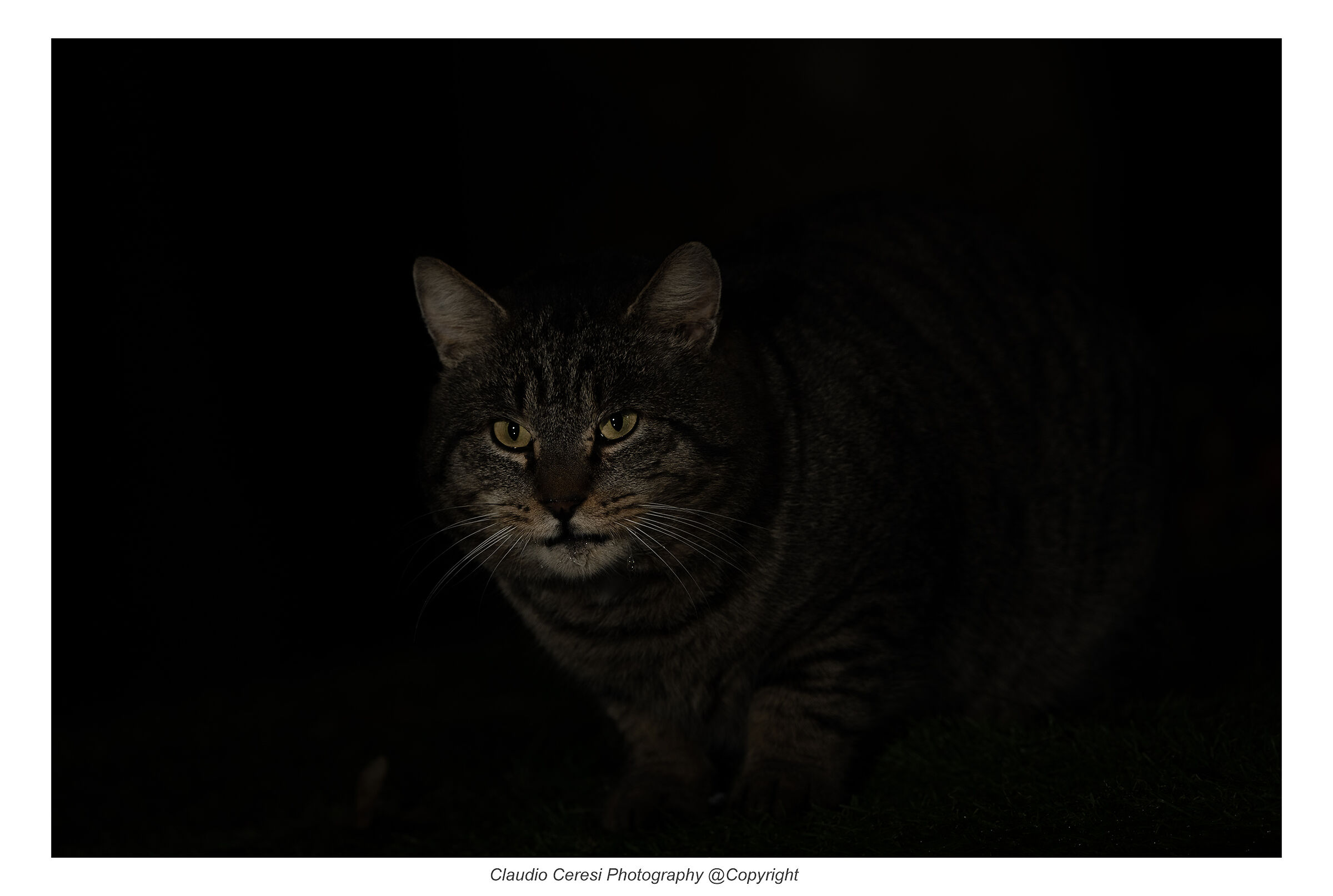 gatto rinselvatichito