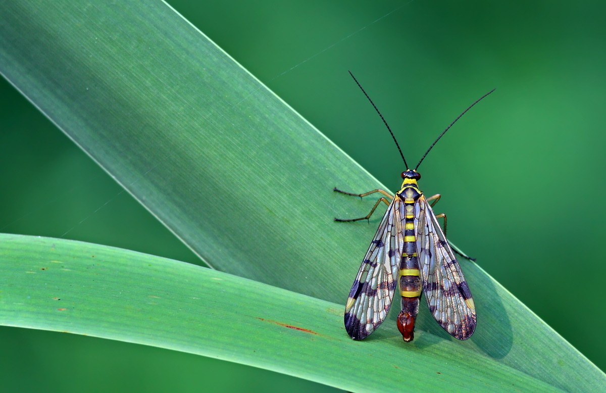 Crossroads - Panorpa male