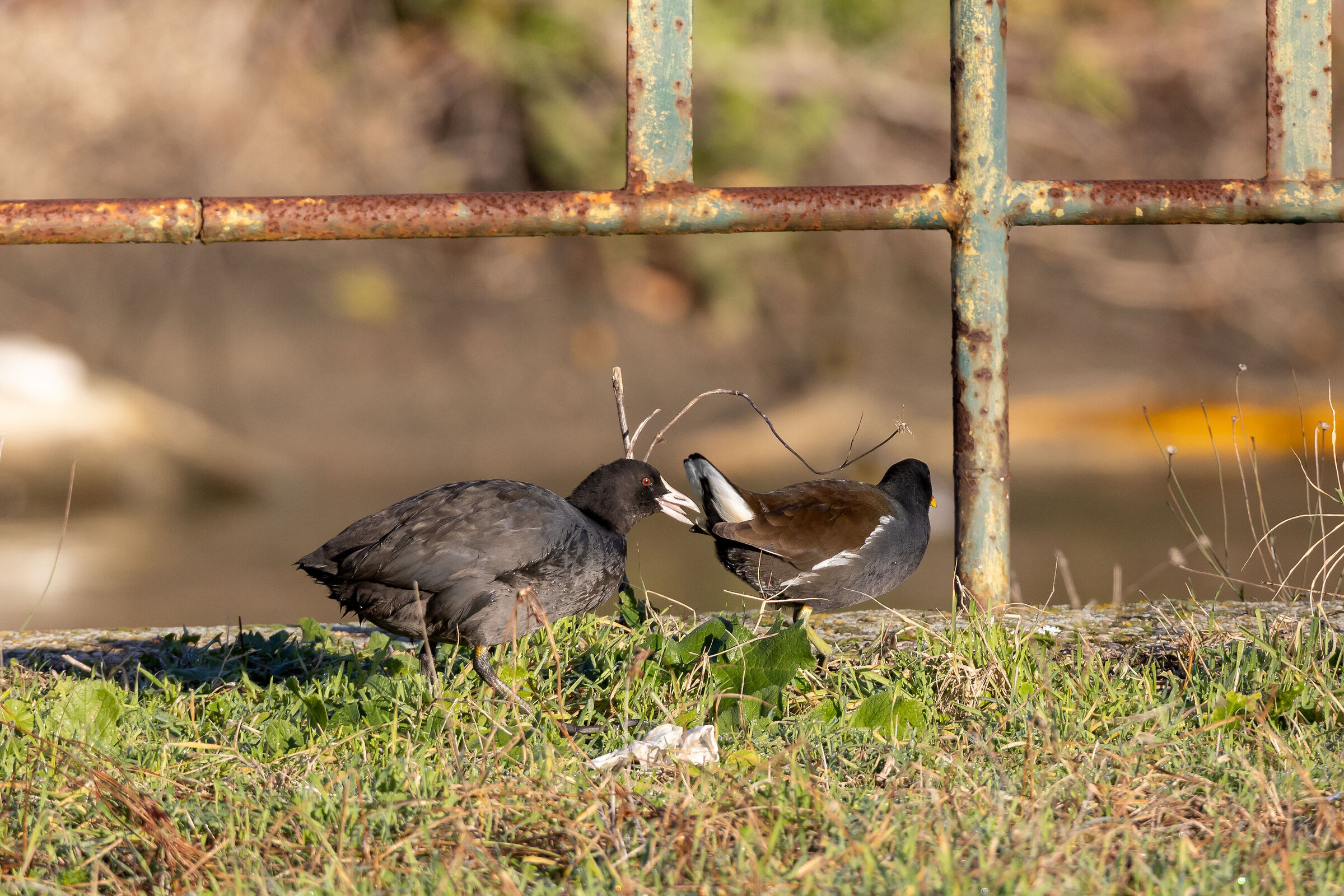 Coot and Gallinella - "today your ass stinks"