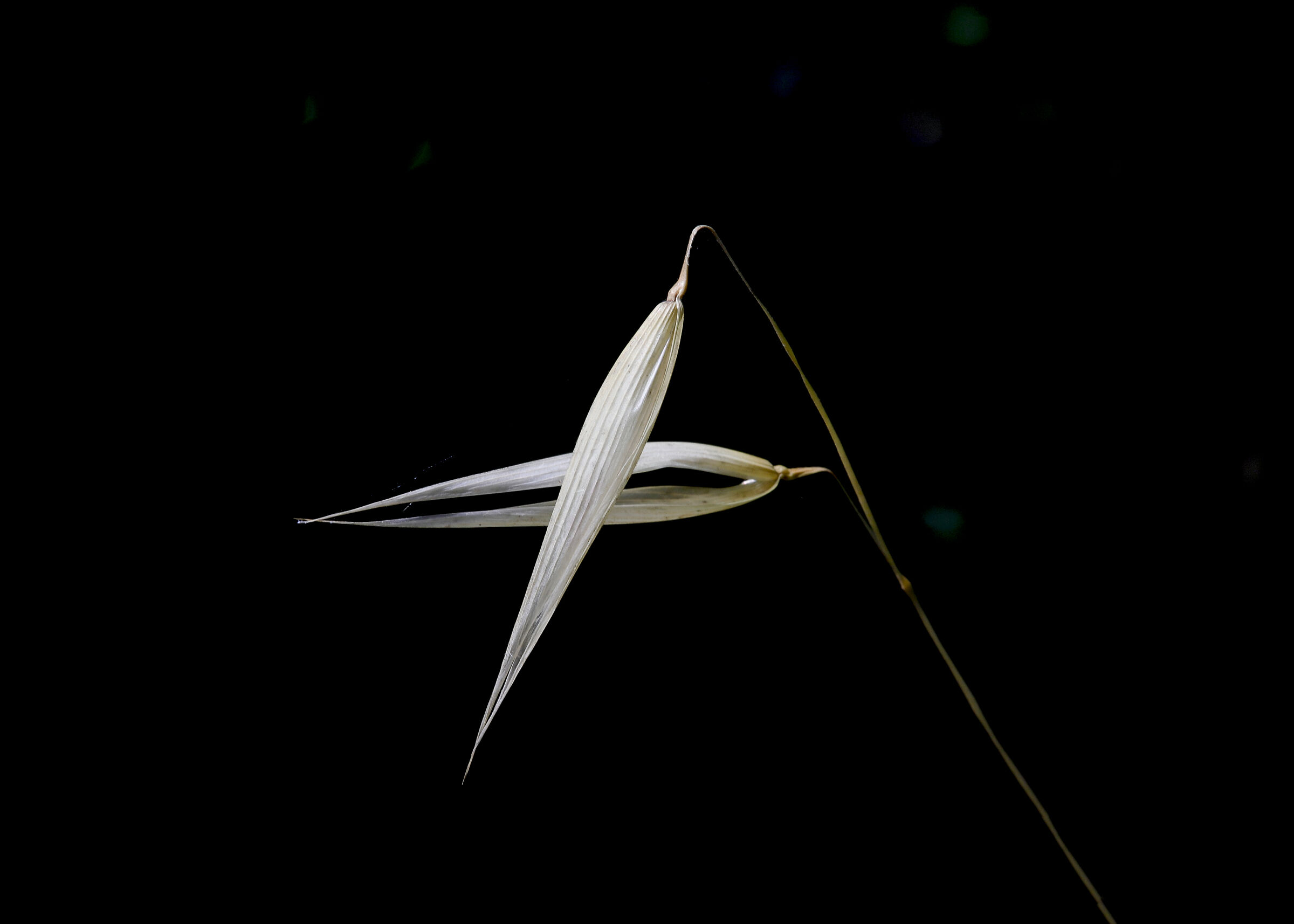 Minimal