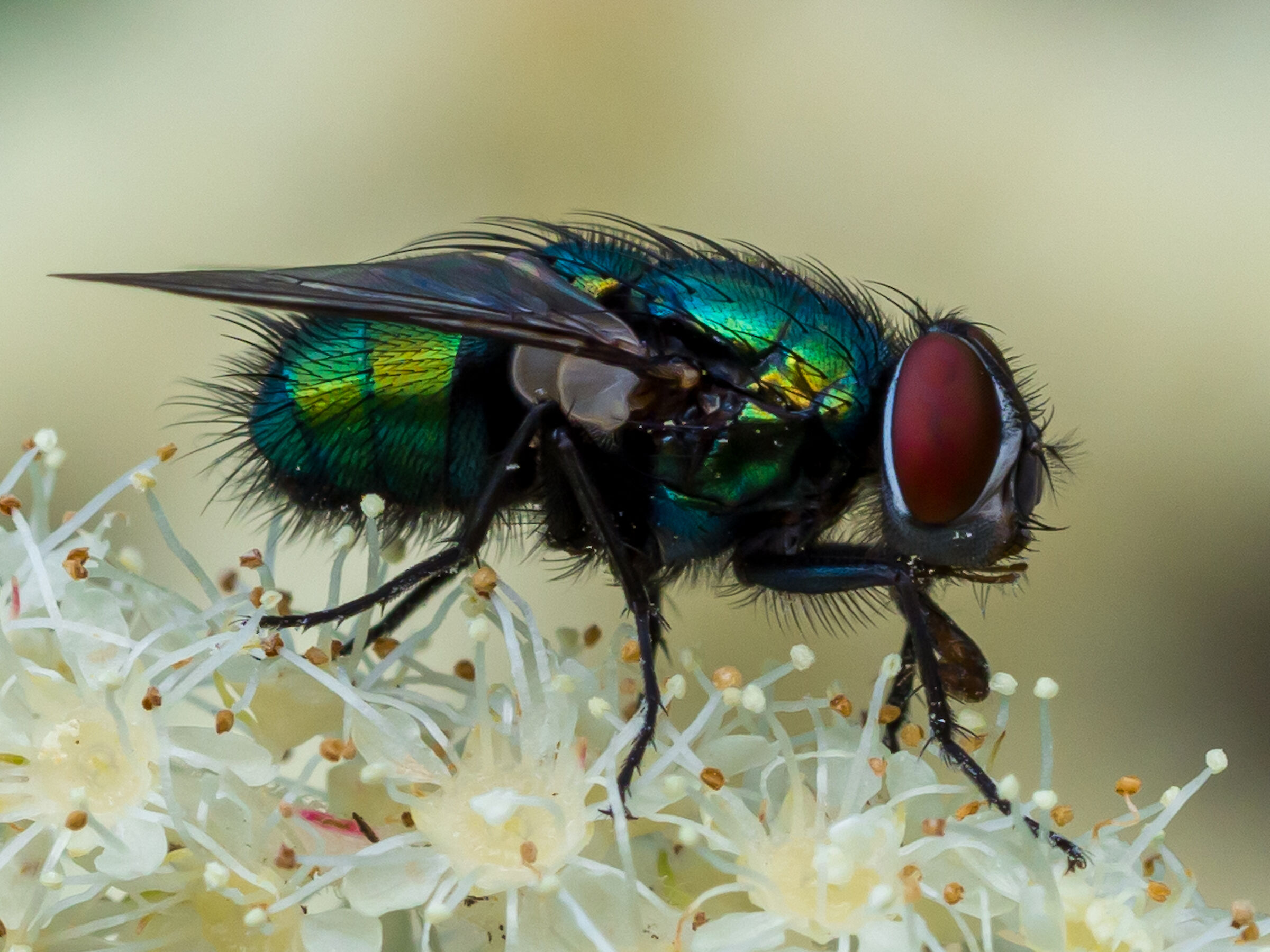 Fly