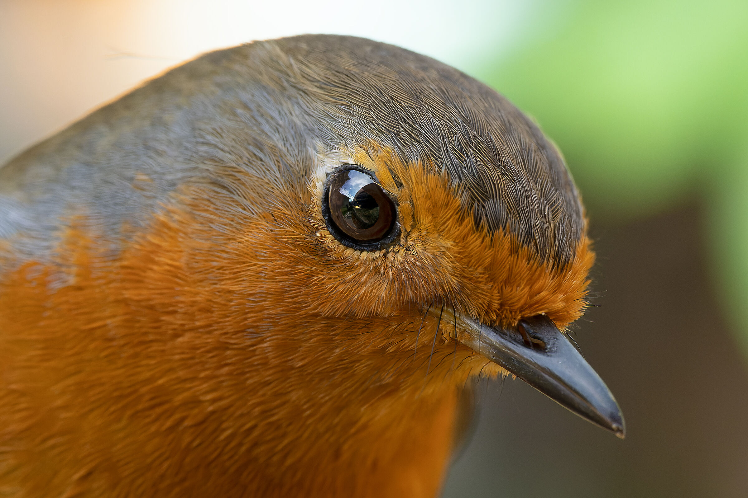 Ancora Robin col macro