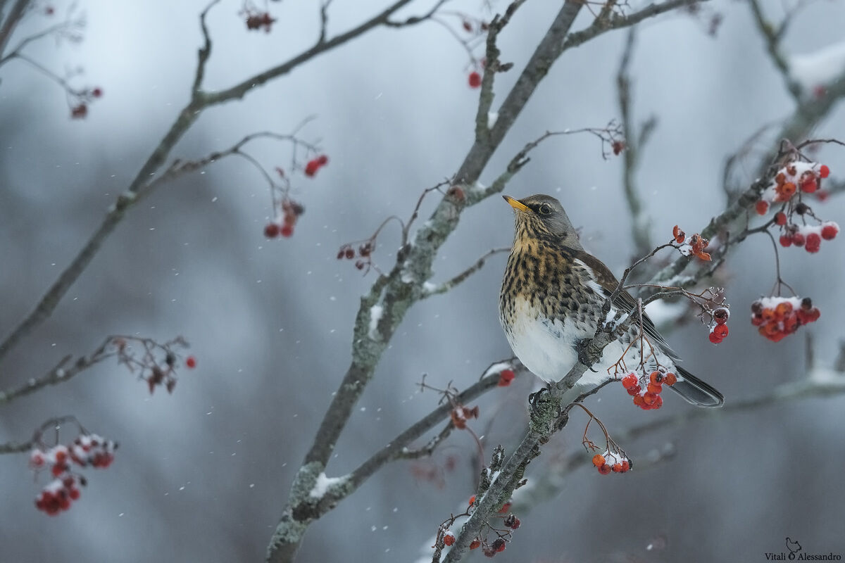 Fieldfare