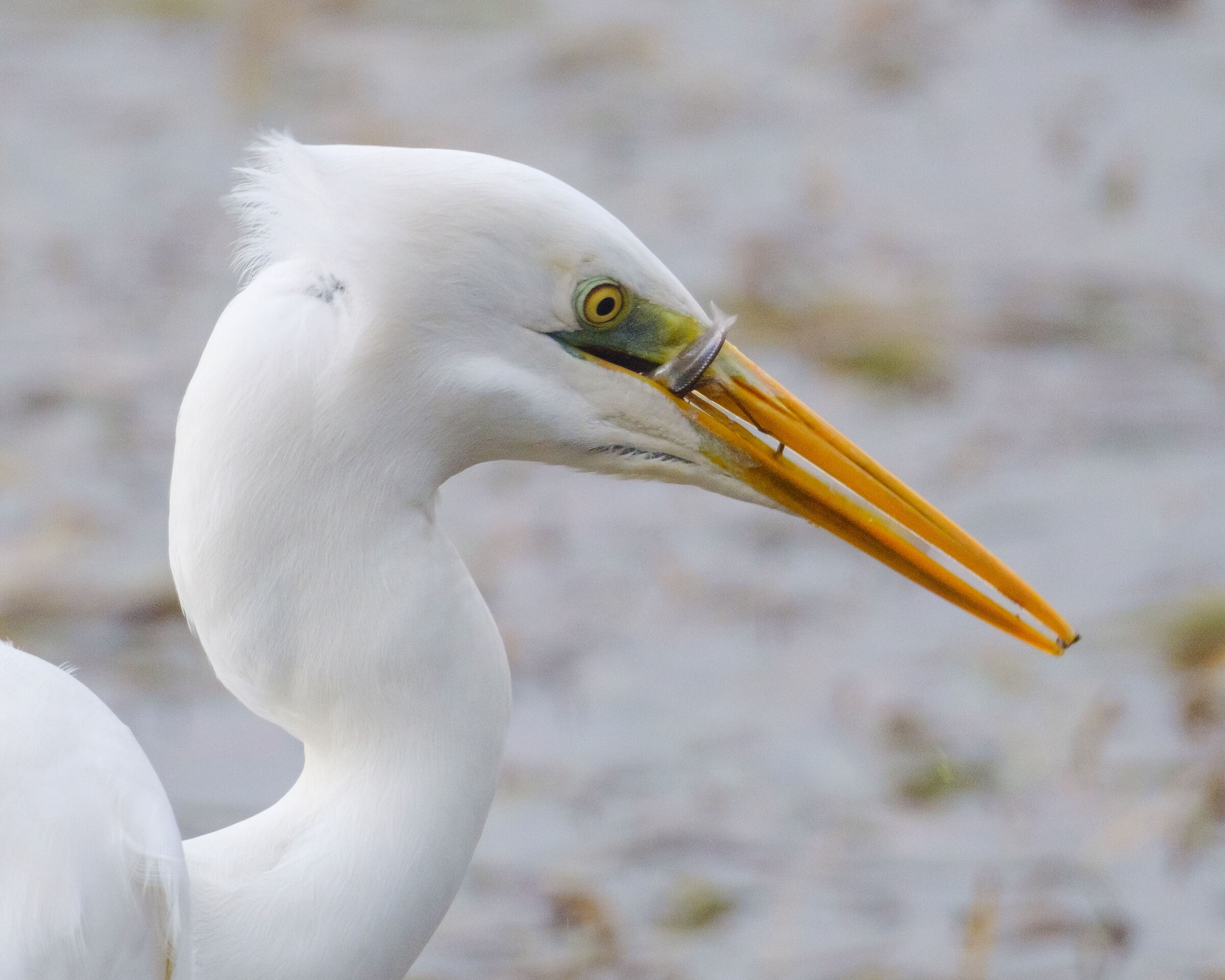 Airone Bianco Maggiore