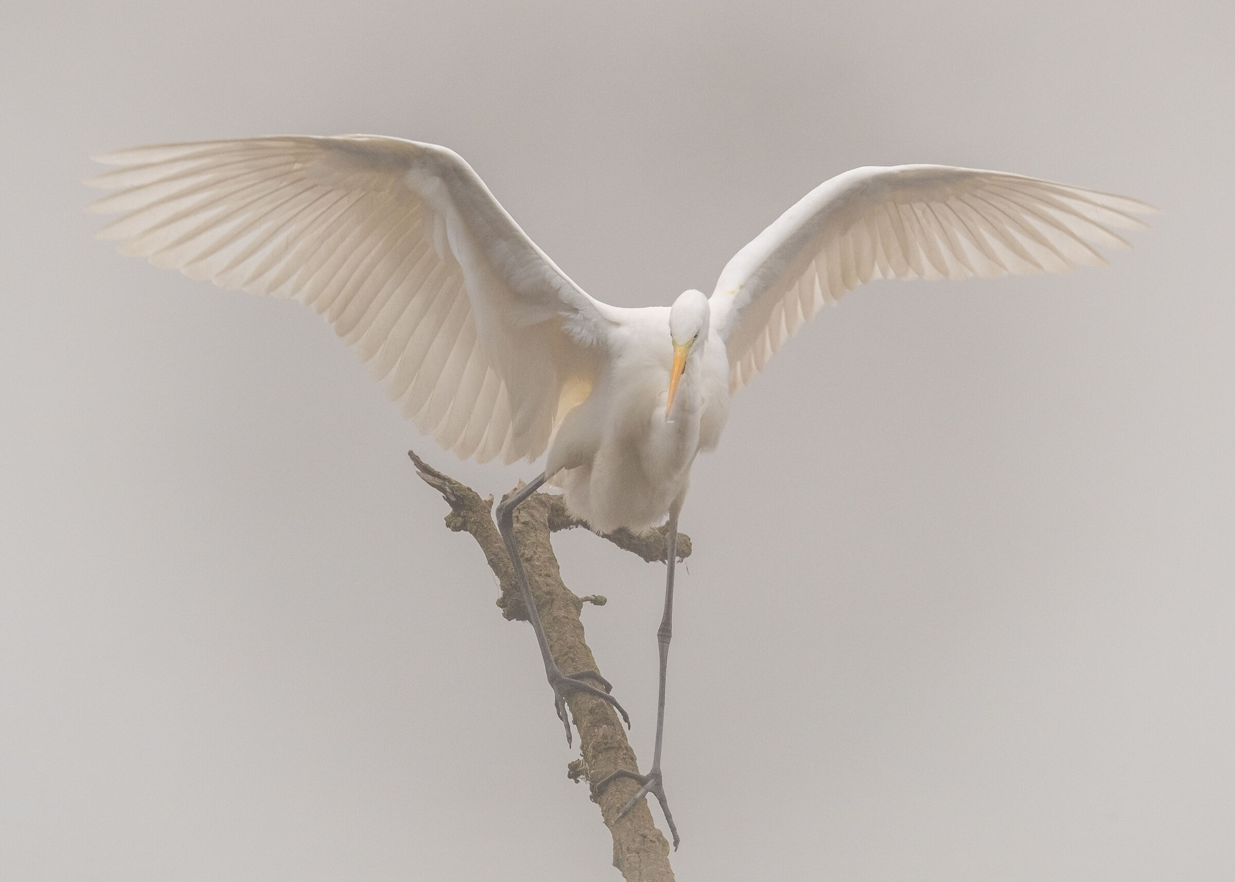 Airone Bianco Maggiore